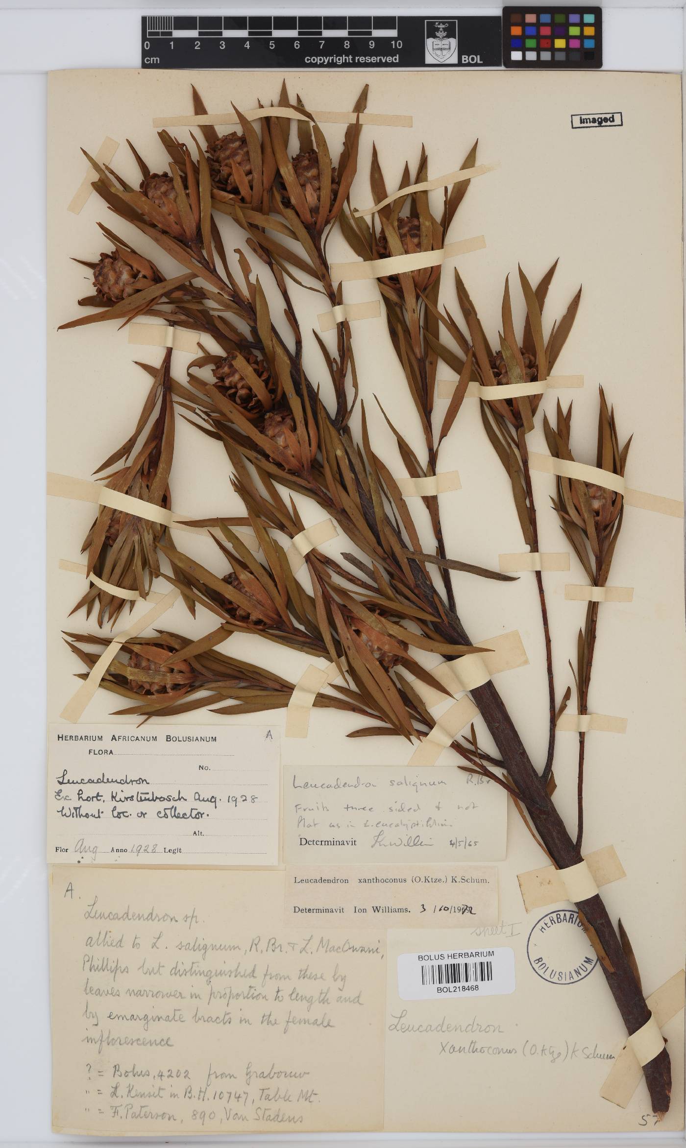 Leucadendron xanthoconus image
