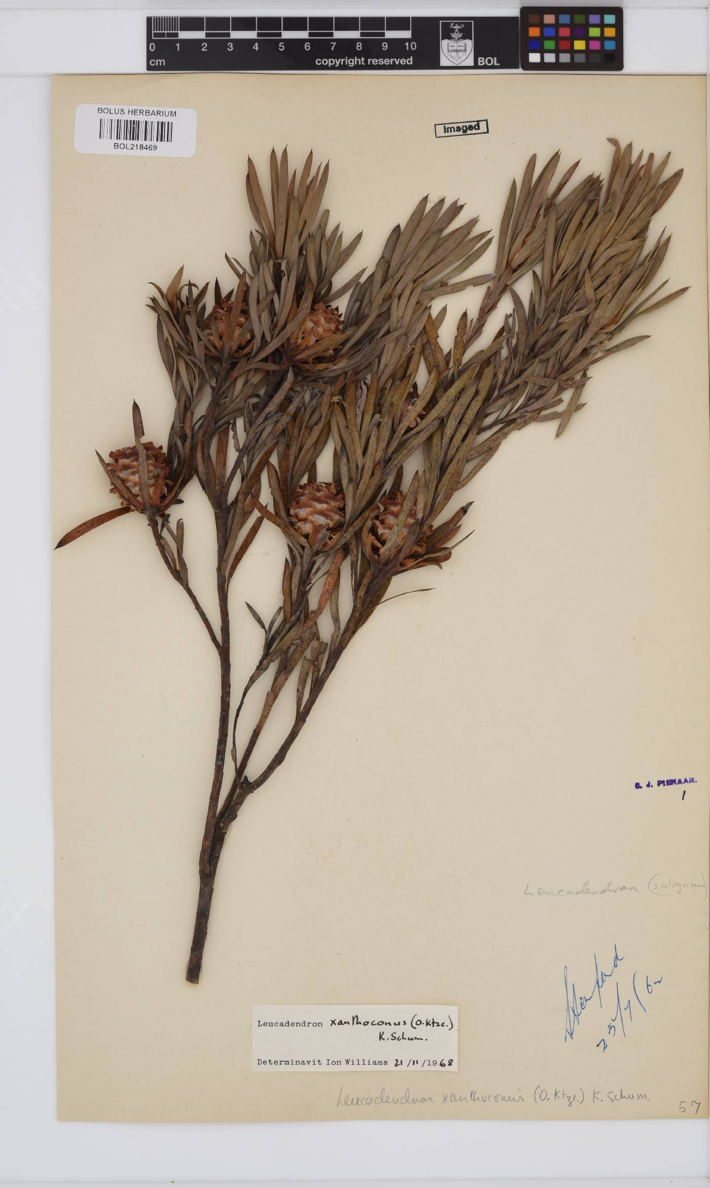 Leucadendron xanthoconus image