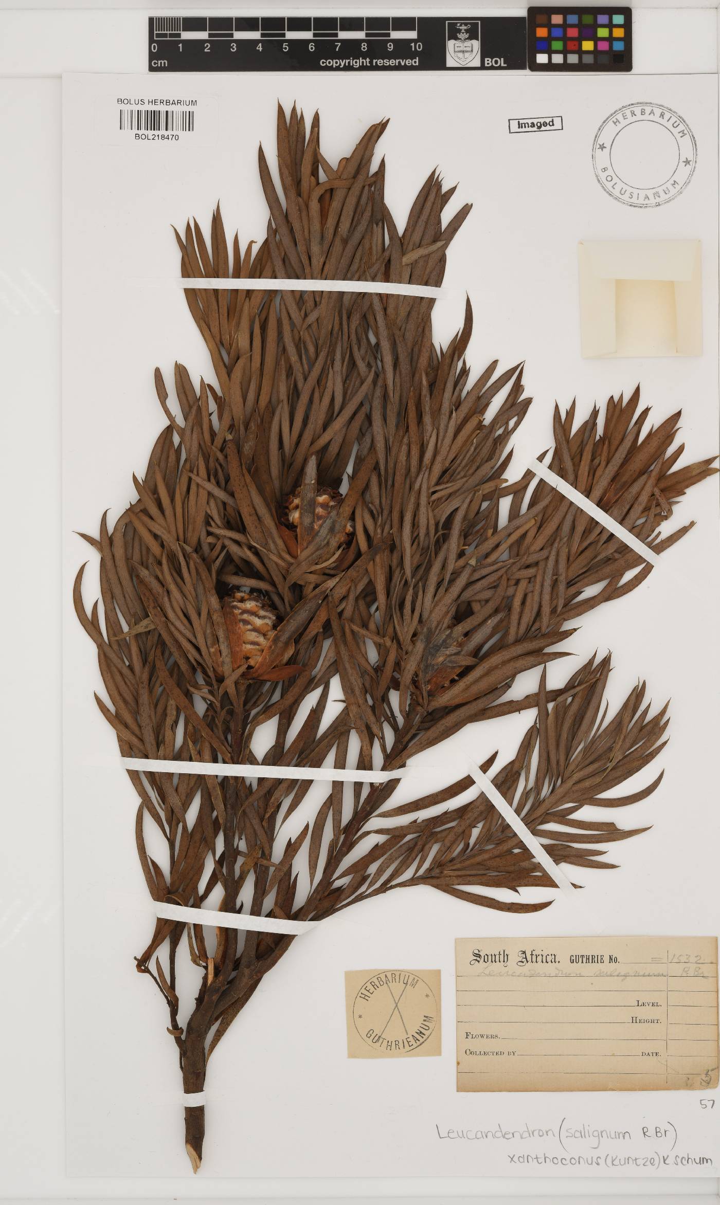 Leucadendron xanthoconus image