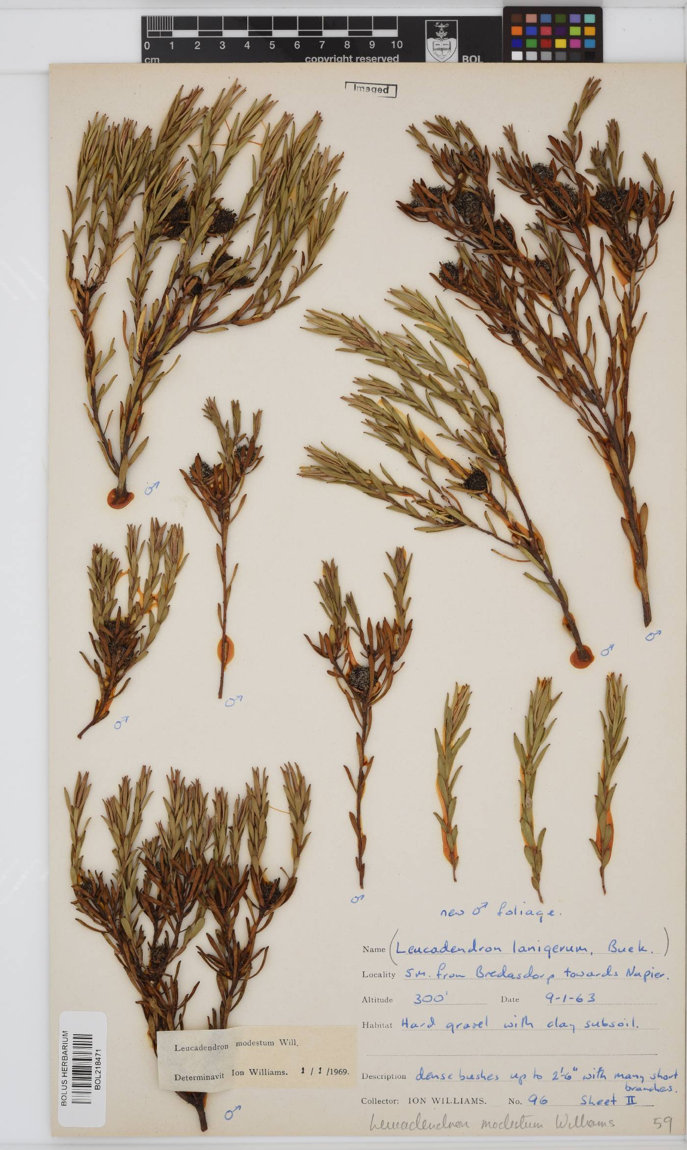 Leucadendron image