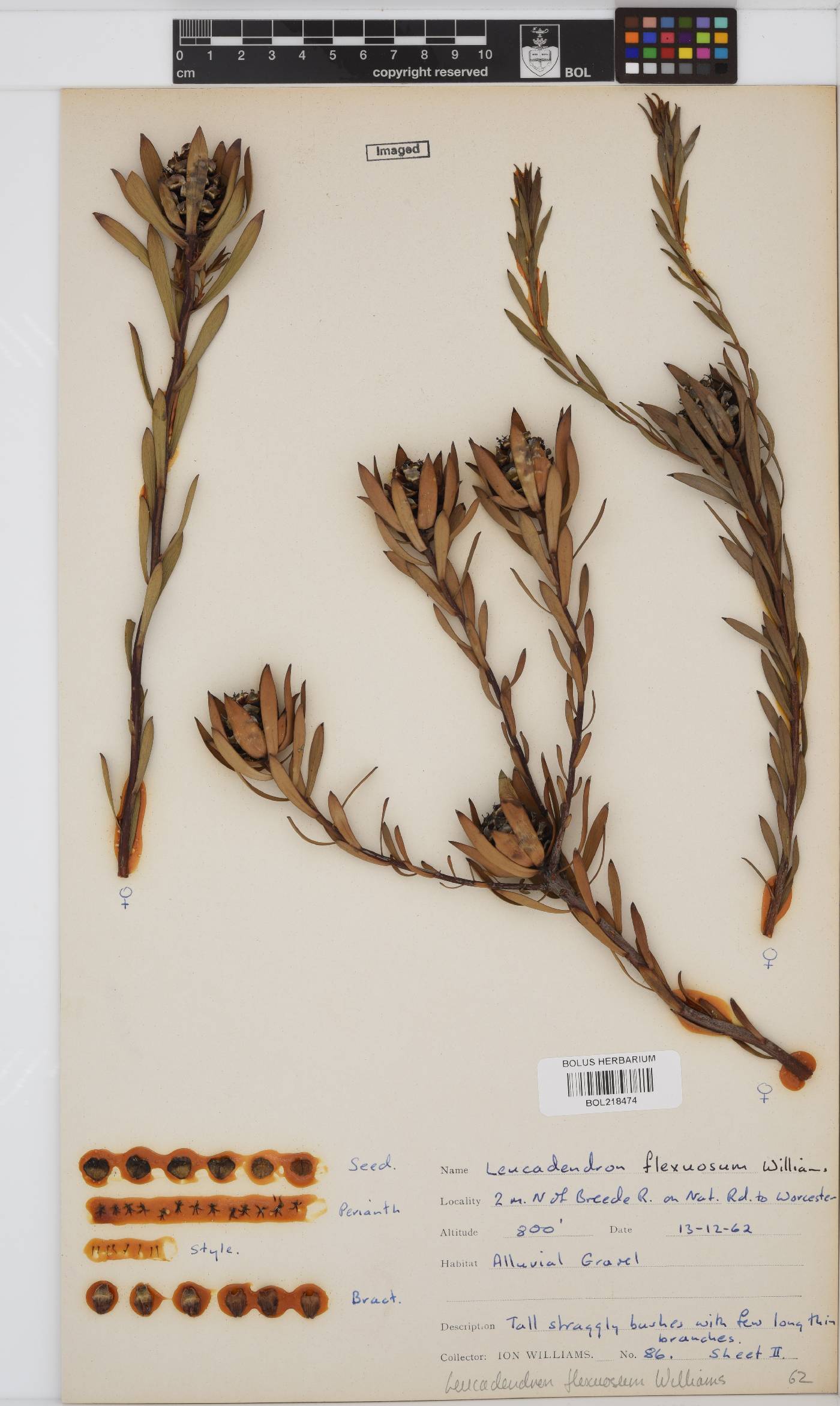 Leucadendron flexuosum image