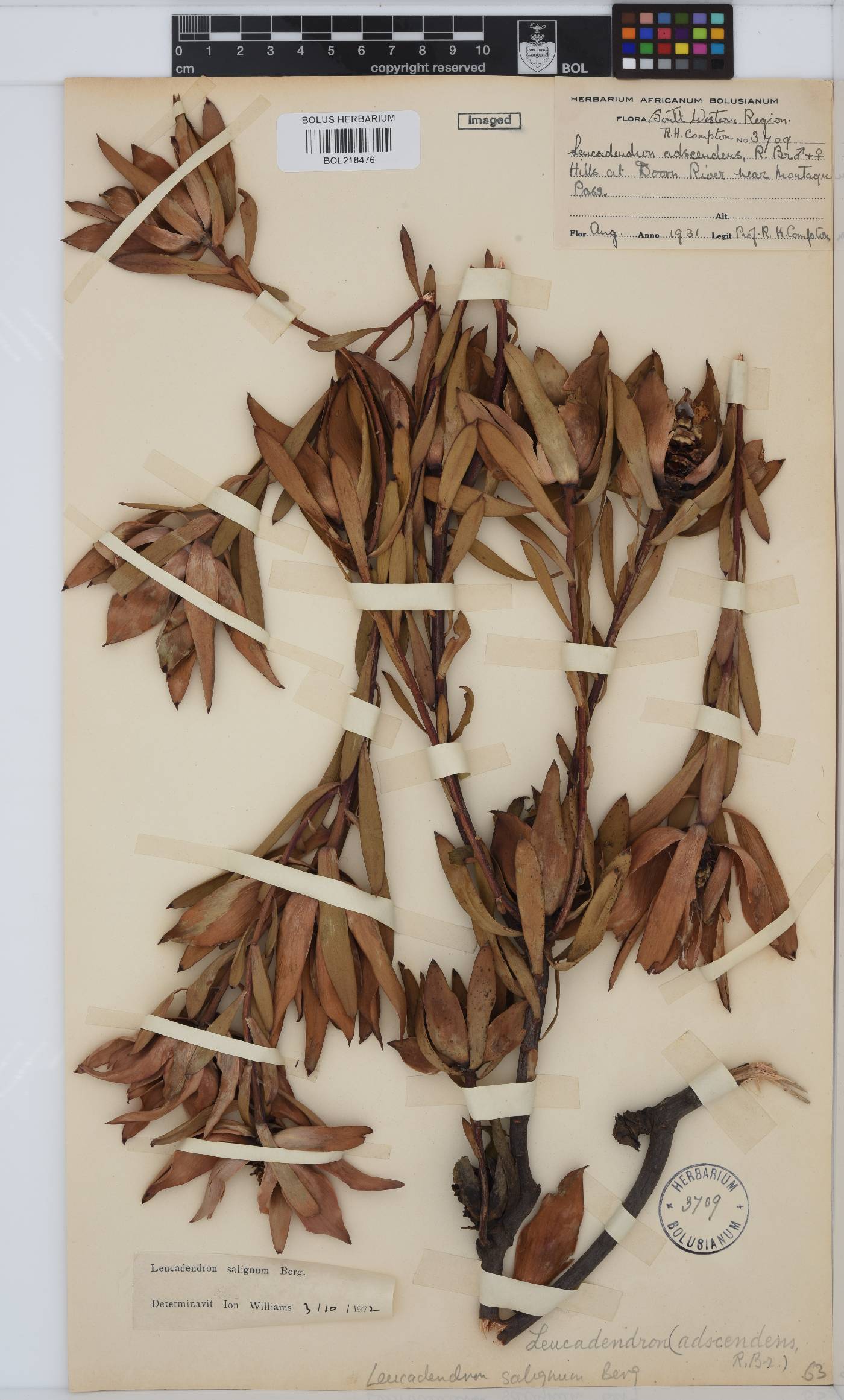 Leucadendron salignum image