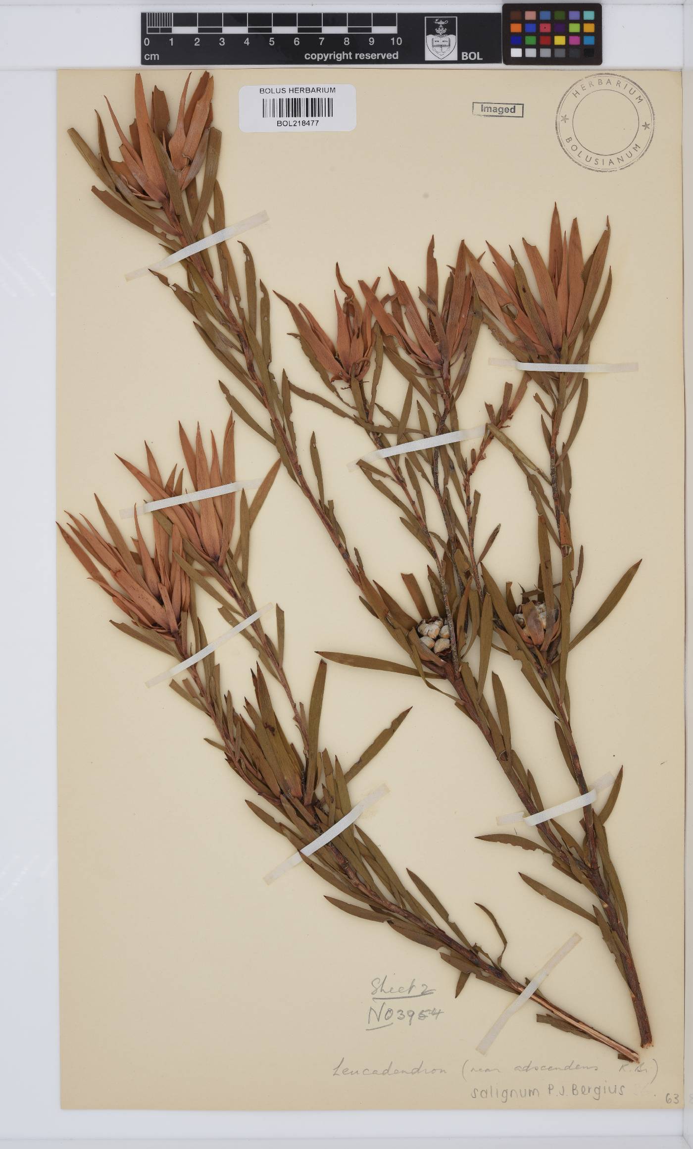 Leucadendron salignum image