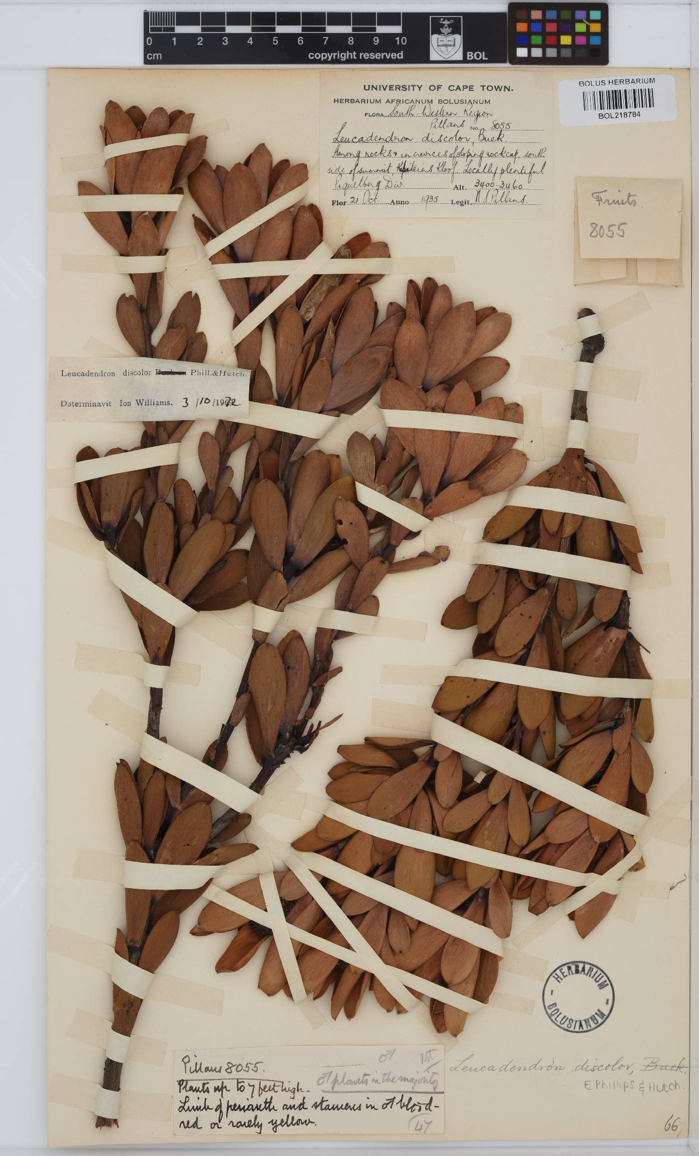 Leucadendron discolor image