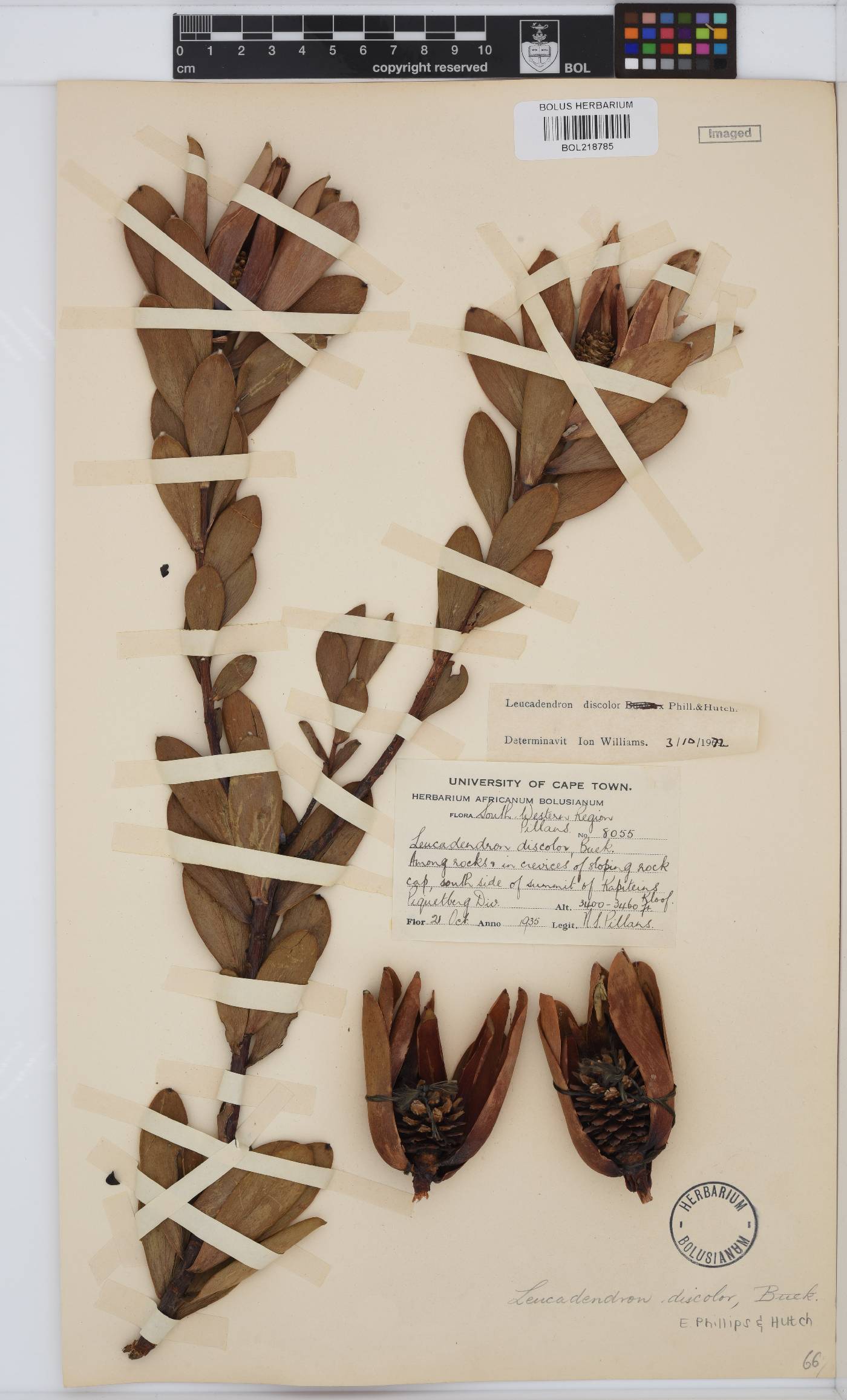 Leucadendron discolor image