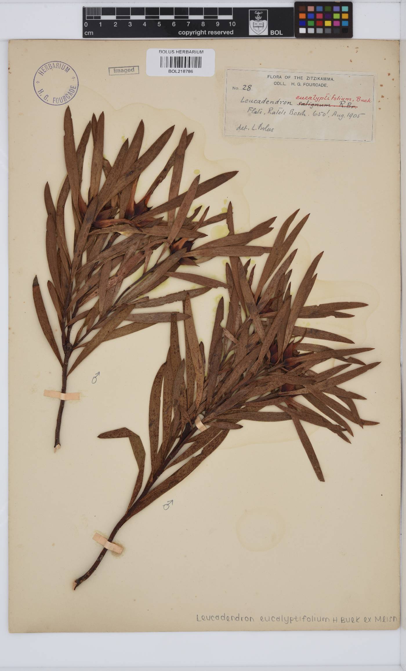 Leucadendron eucalyptifolium image