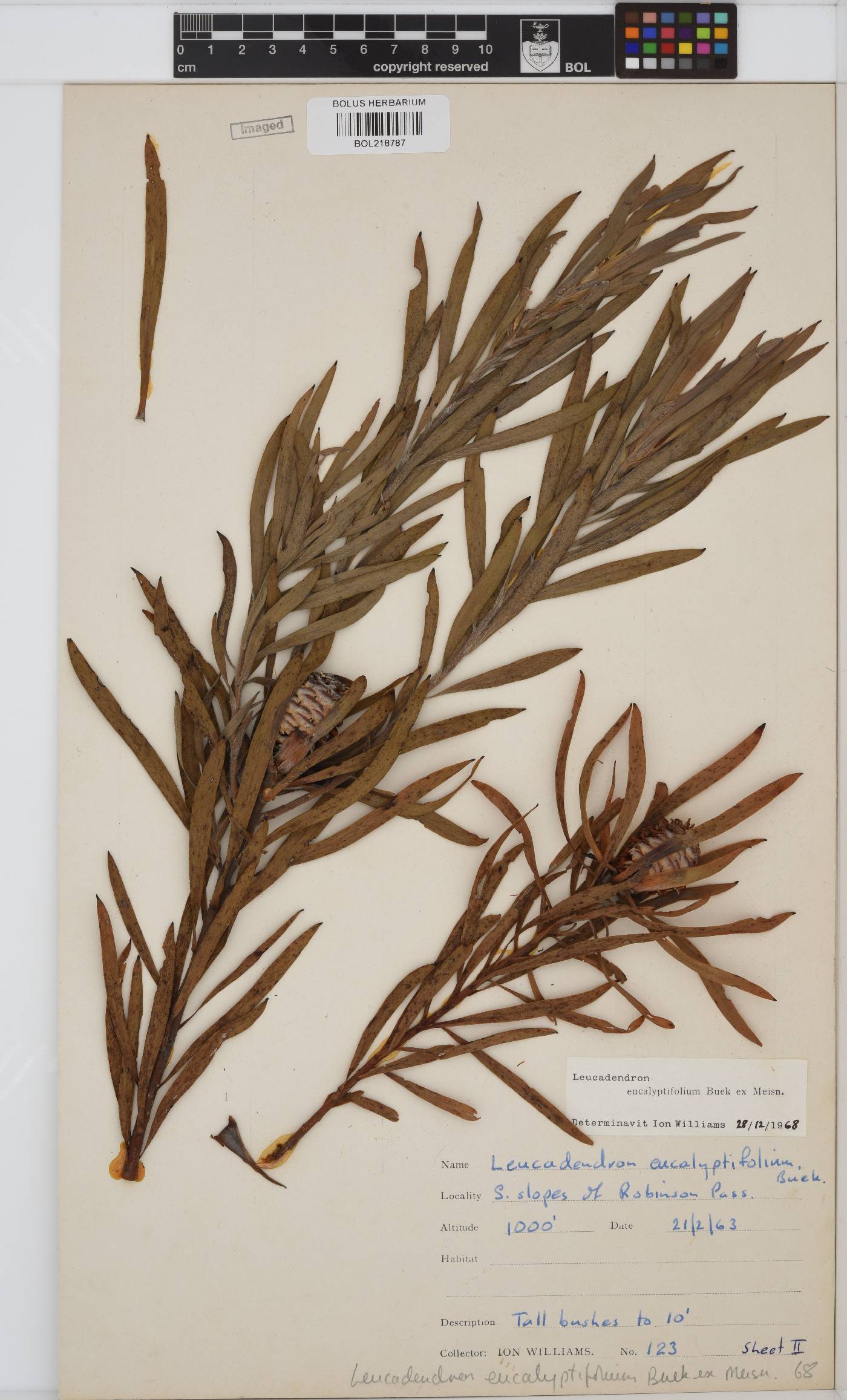Leucadendron eucalyptifolium image