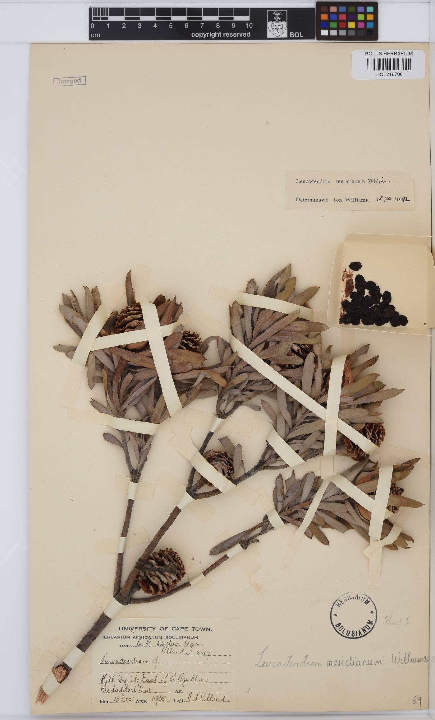 Leucadendron meridianum image