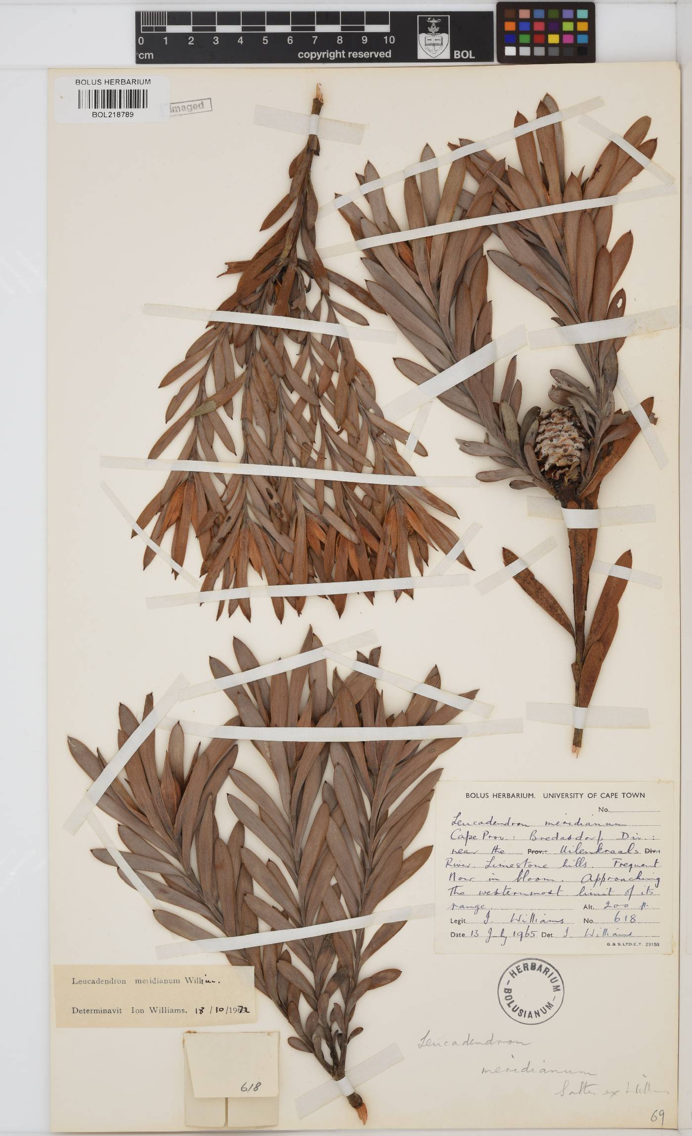 Leucadendron meridianum image