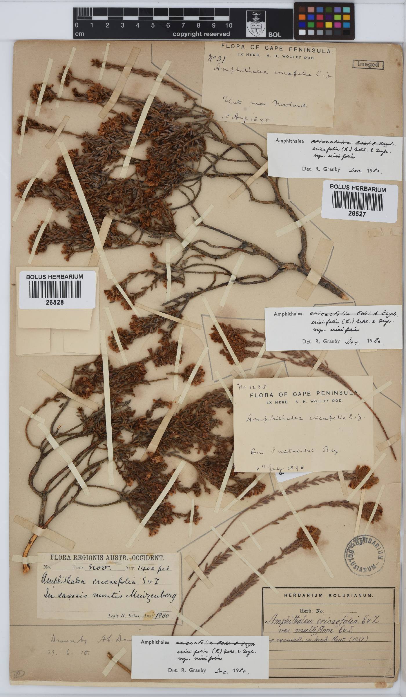 Amphithalea ericifolia subsp. ericifolia image