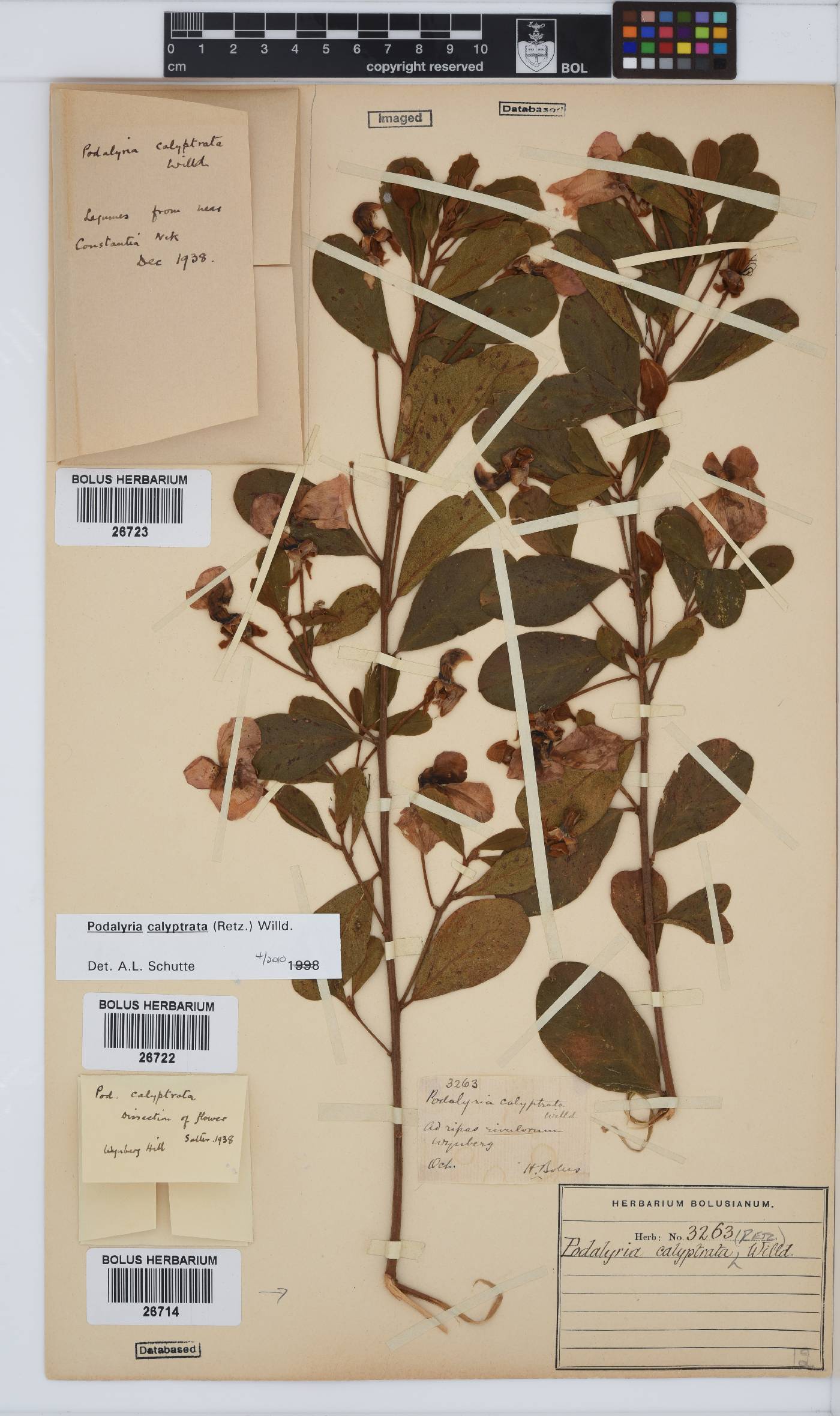 Podalyria calyptrata image