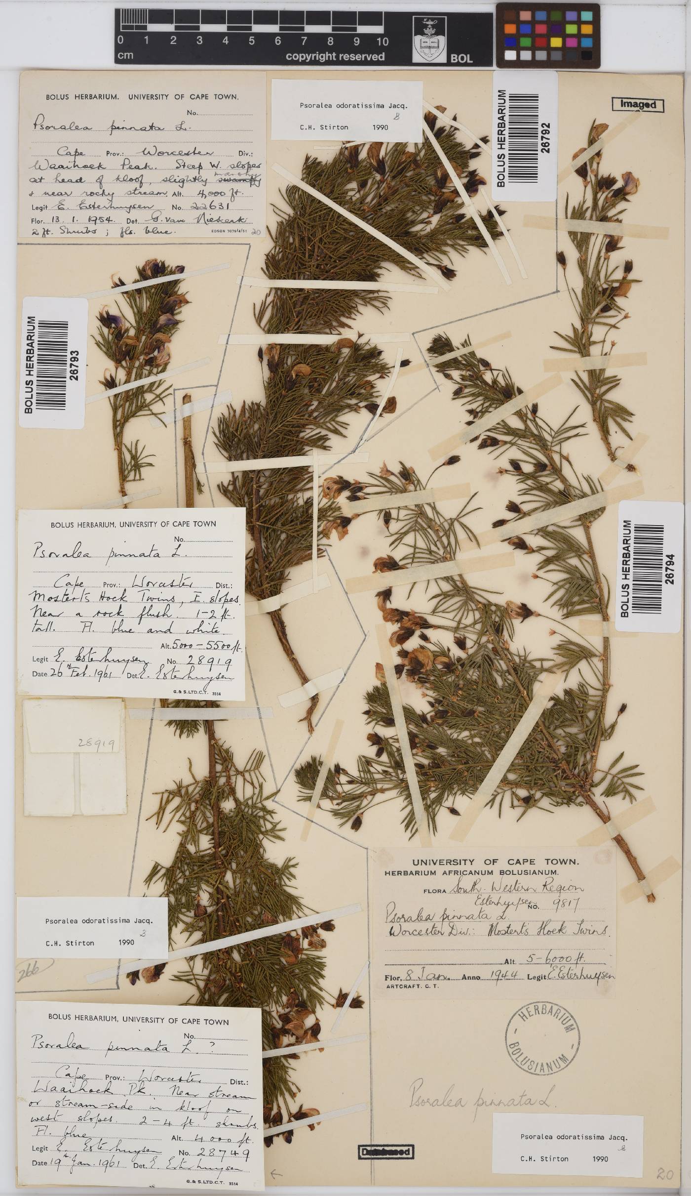 Psoralea odoratissima image