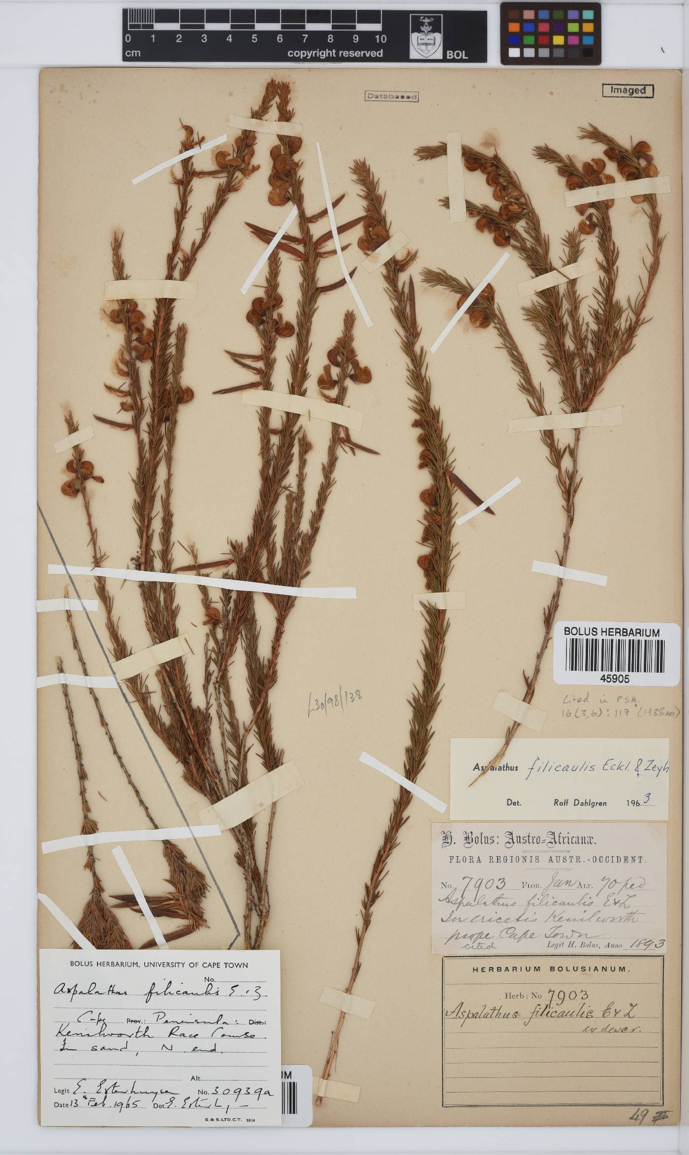 Aspalathus filicaulis image