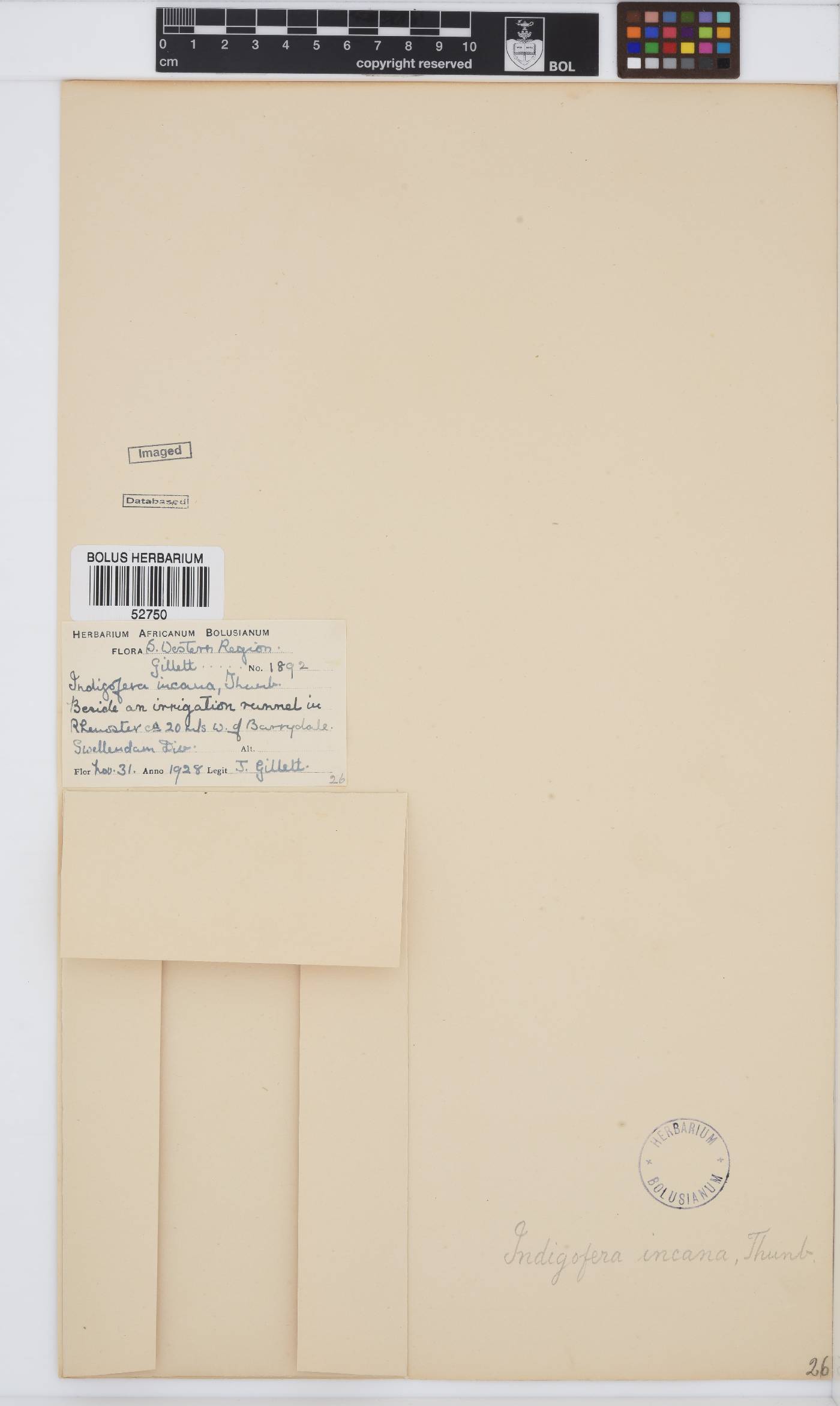 Indigofera incana image