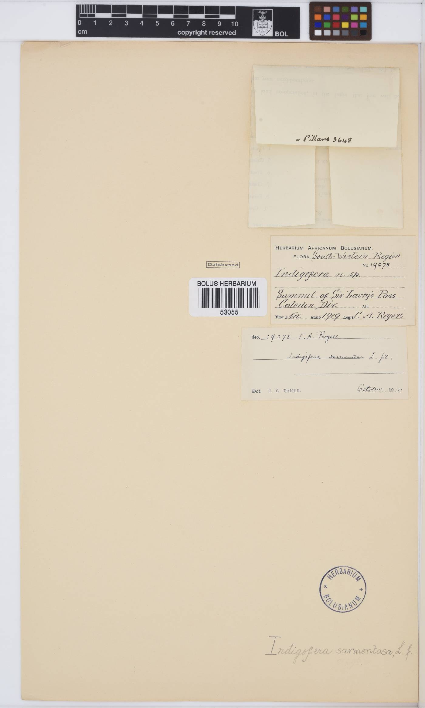 Indigofera sarmentosa image