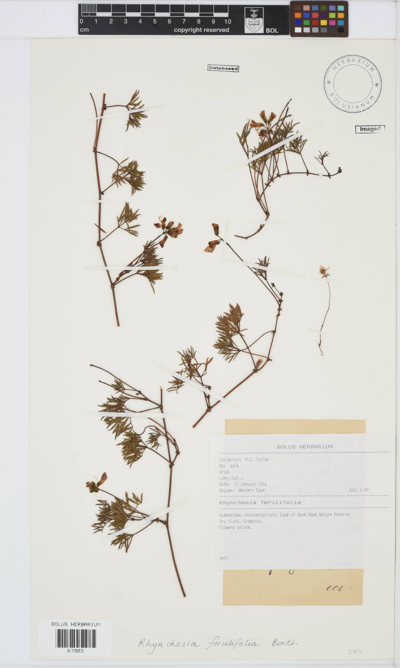Rhynchosia ferulifolia image