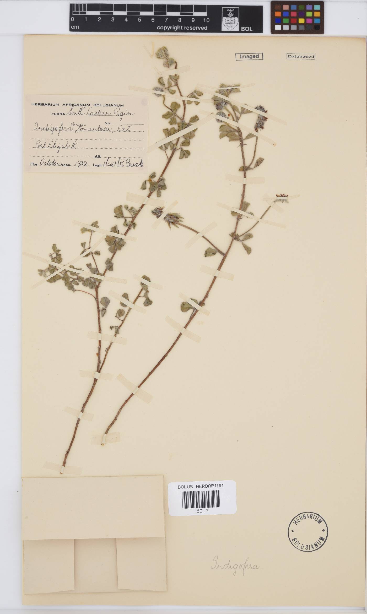 Indigofera tomentosa image