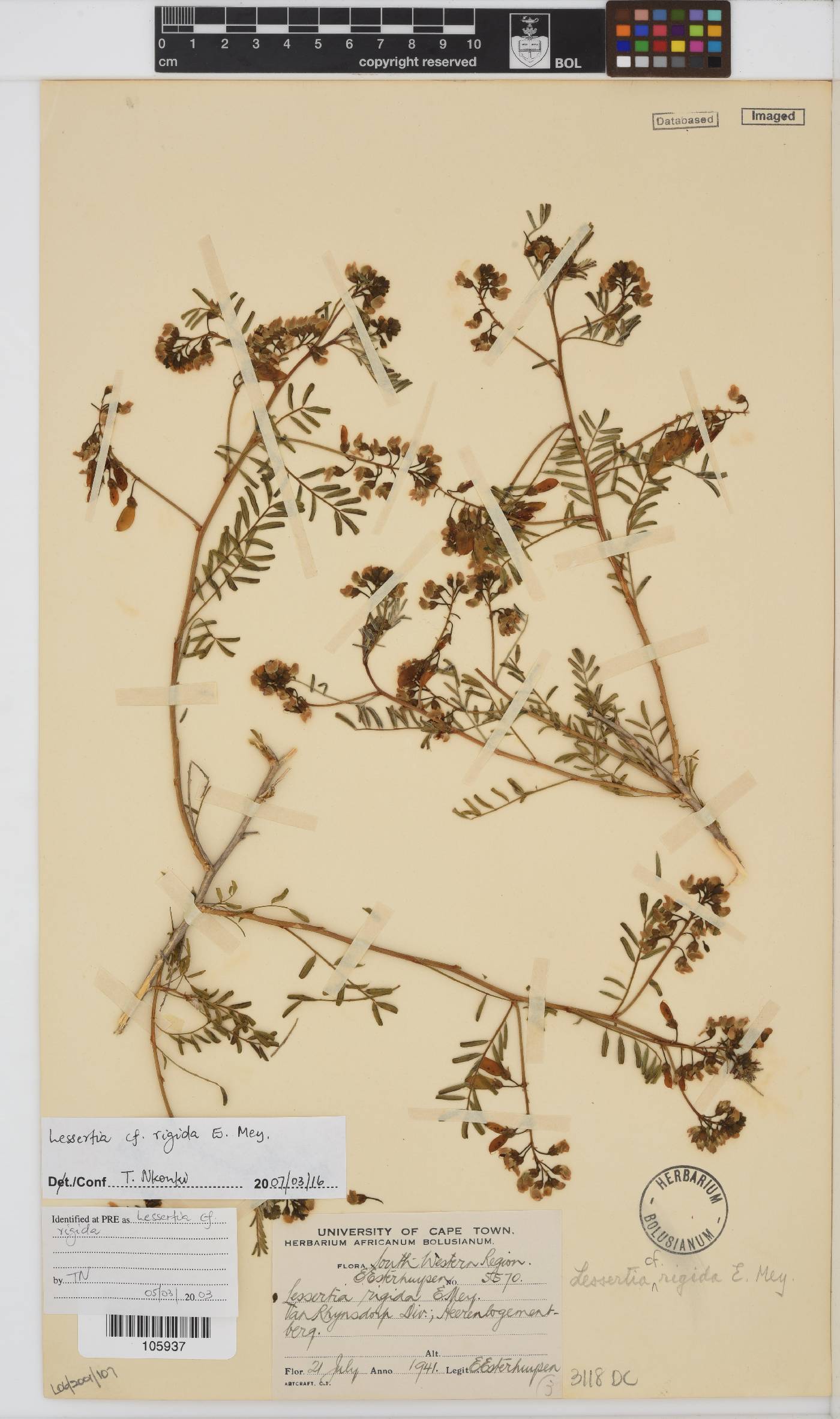 Lessertia rigida image