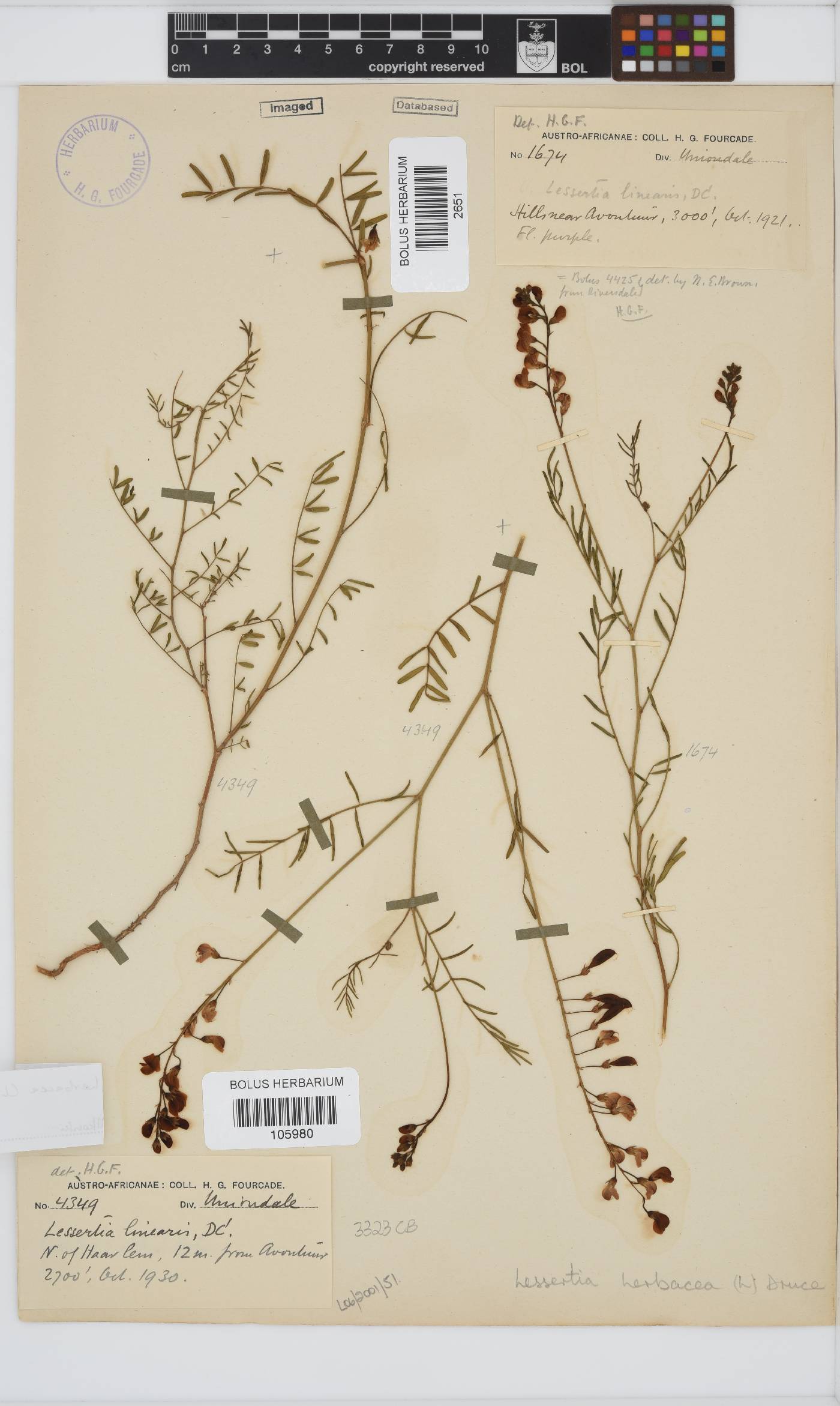 Lessertia herbacea image