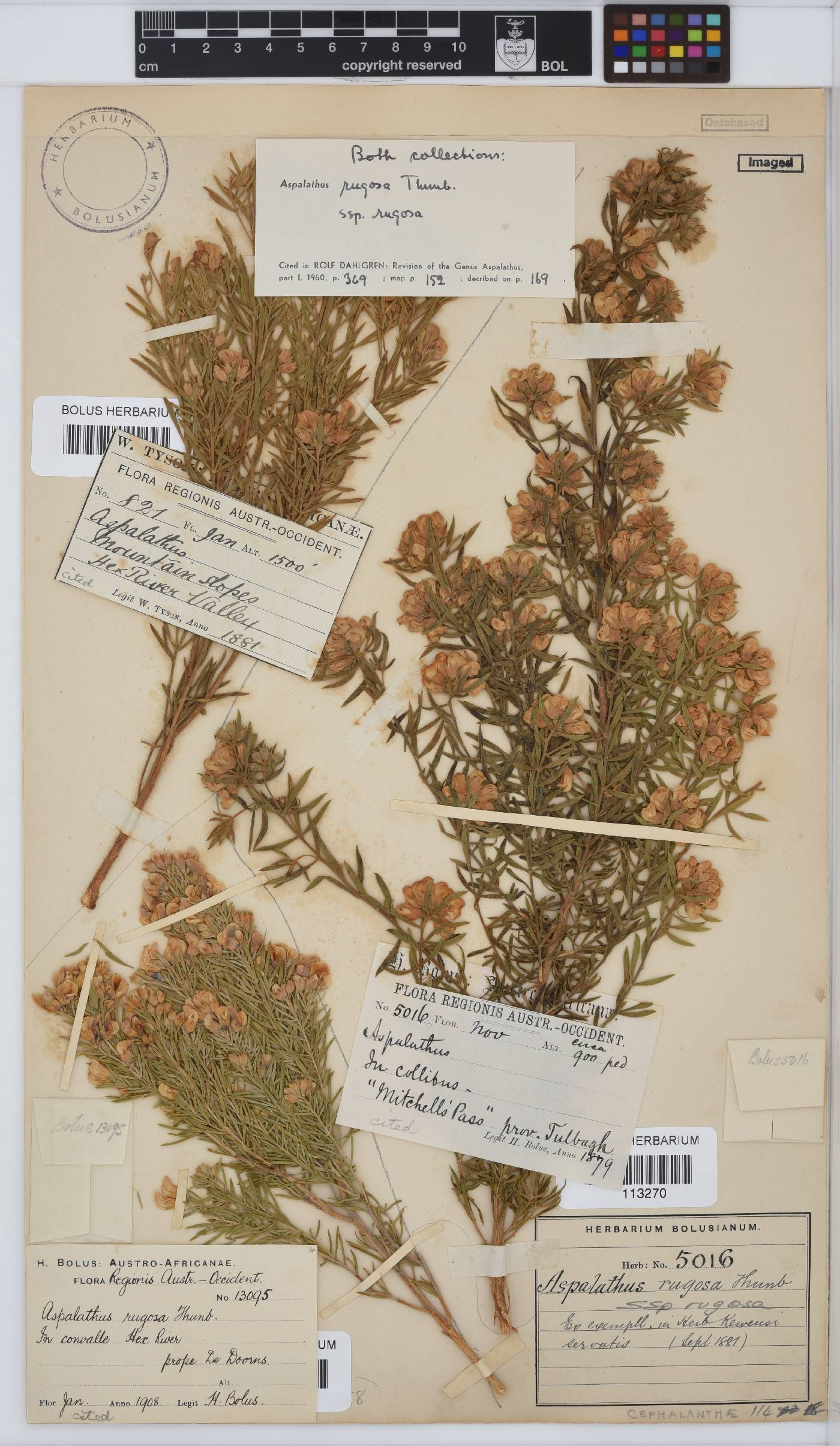 Aspalathus rugosa image