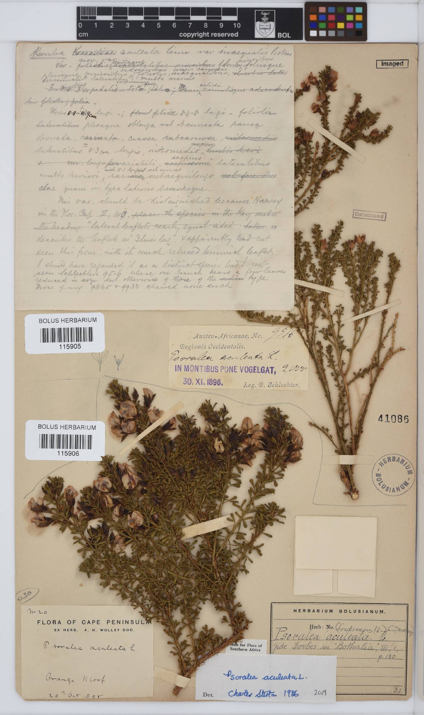 Psoralea aculeata image