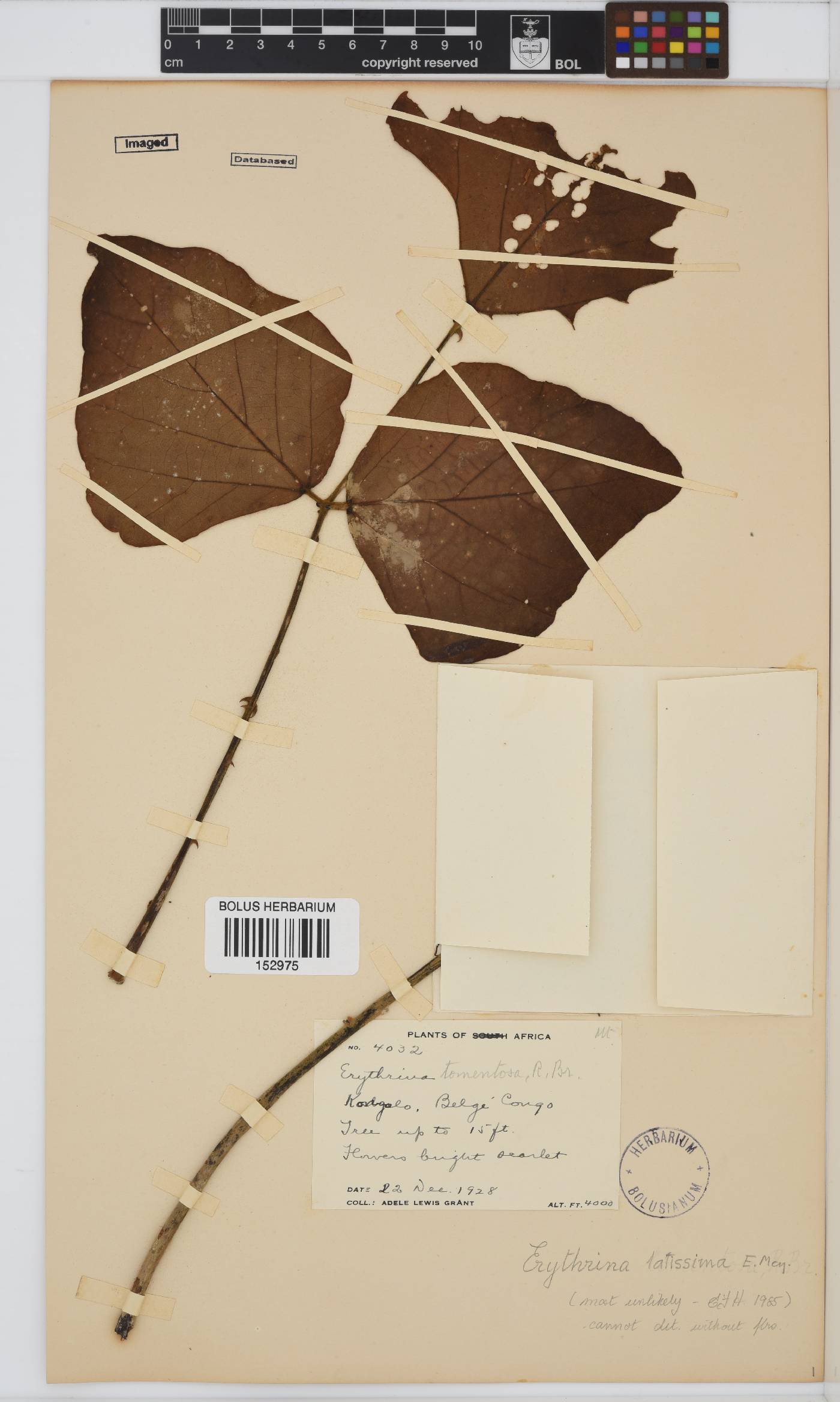 Erythrina latissima image