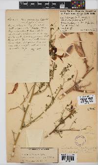 Lessertia frutescens subsp. frutescens image