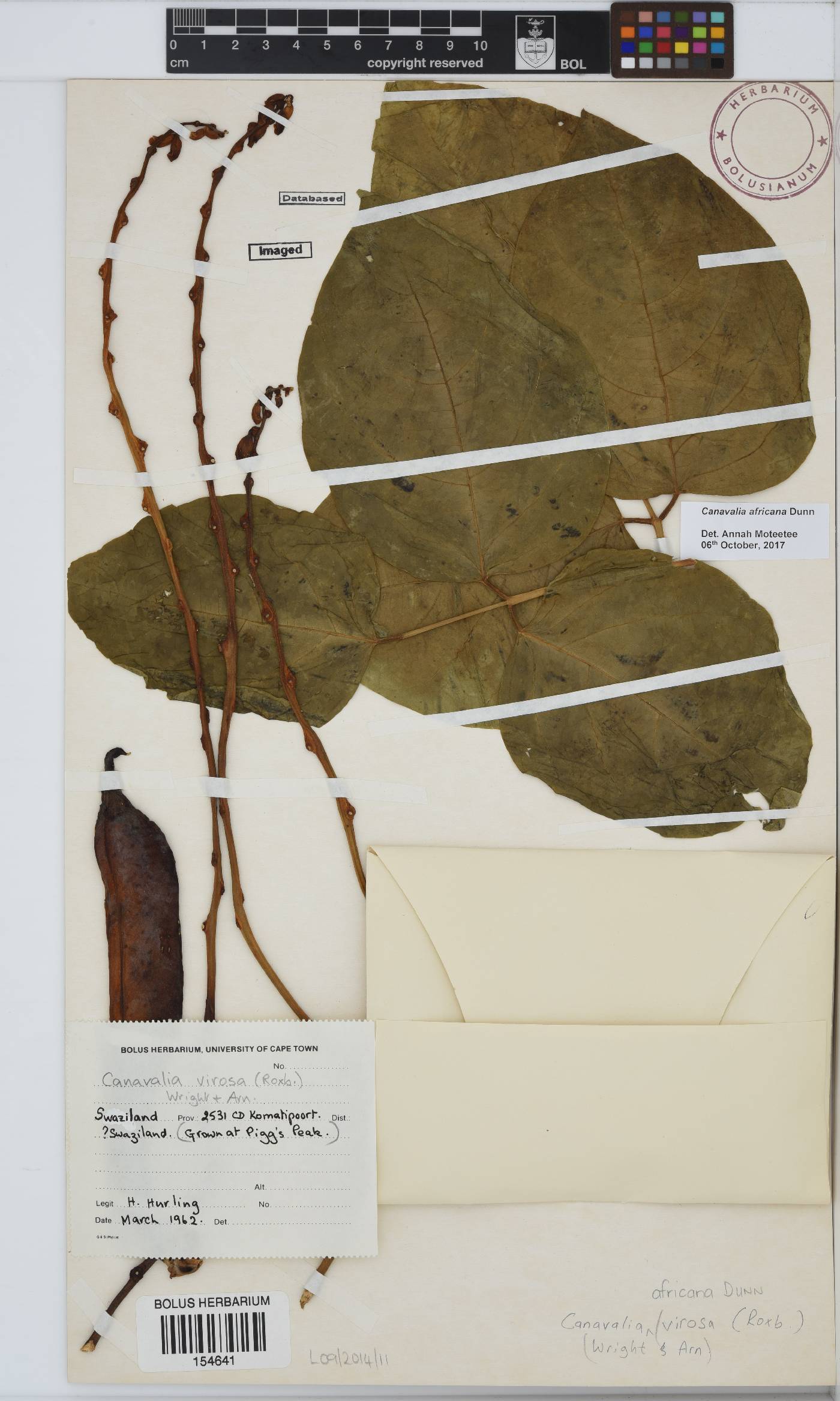 Canavalia africana image