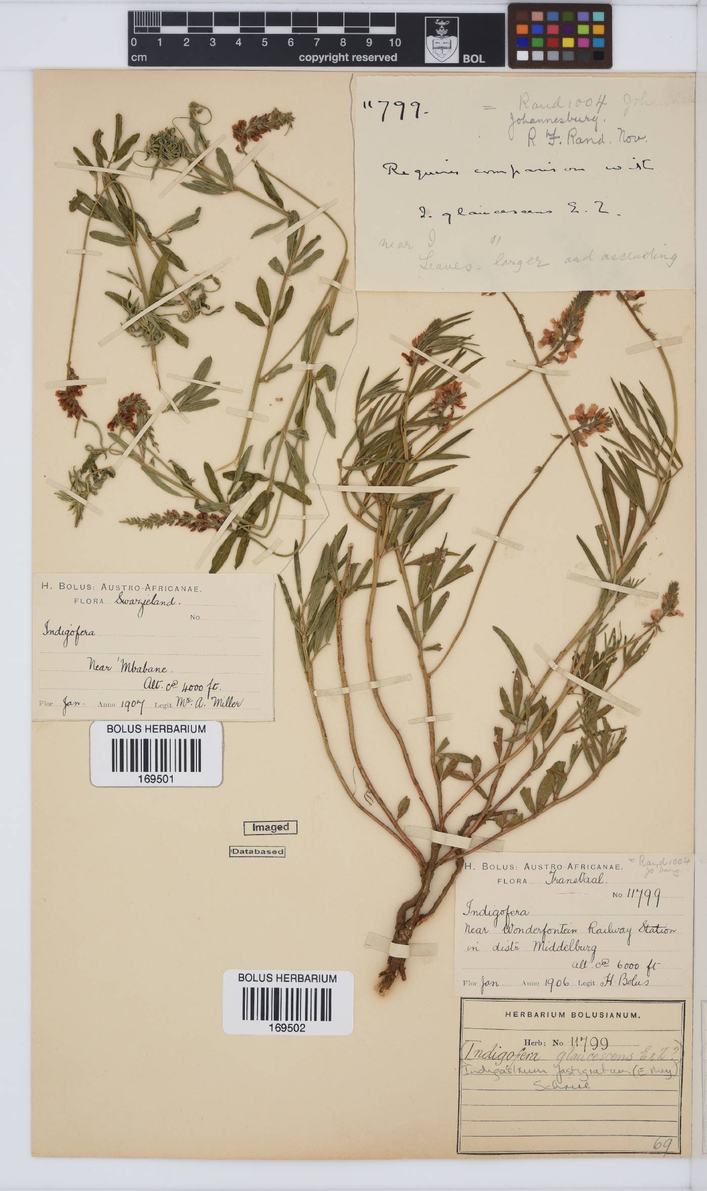 Indigastrum fastigiatum image