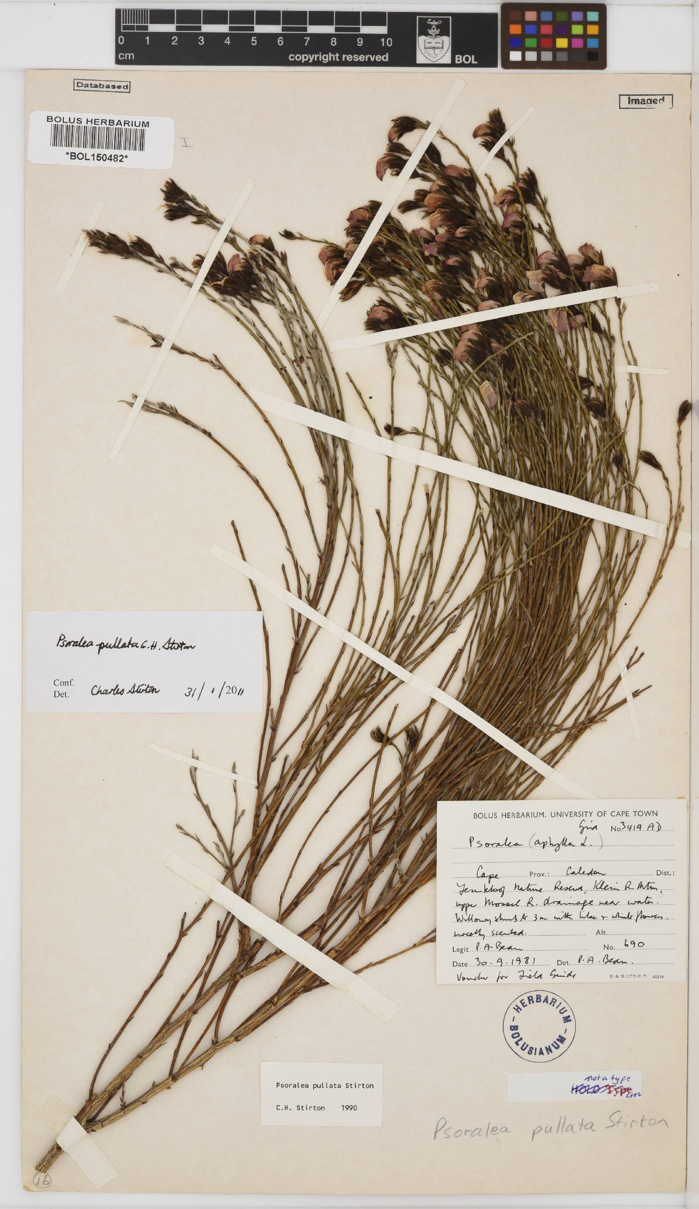 Psoralea trullata image