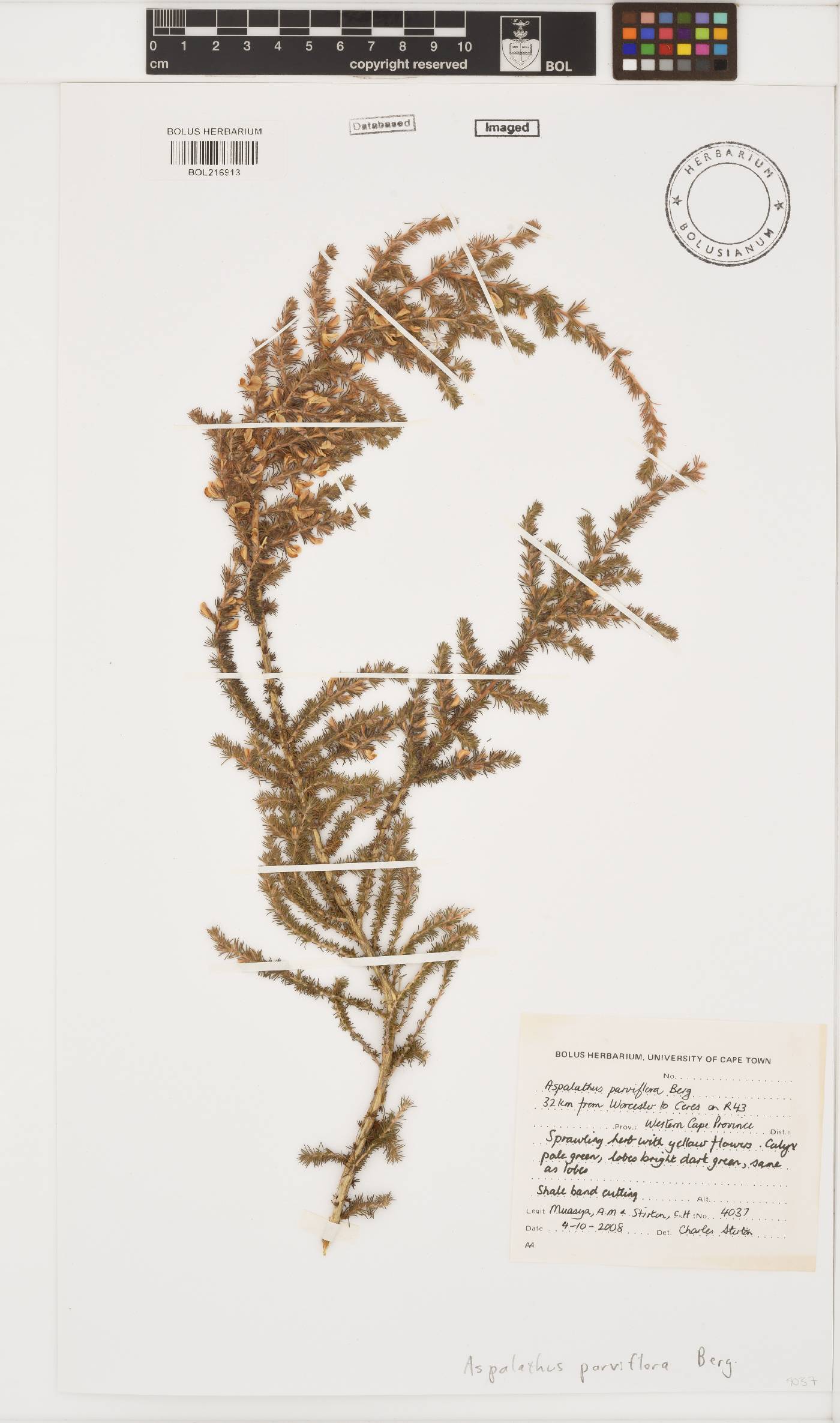 Aspalathus parviflora image