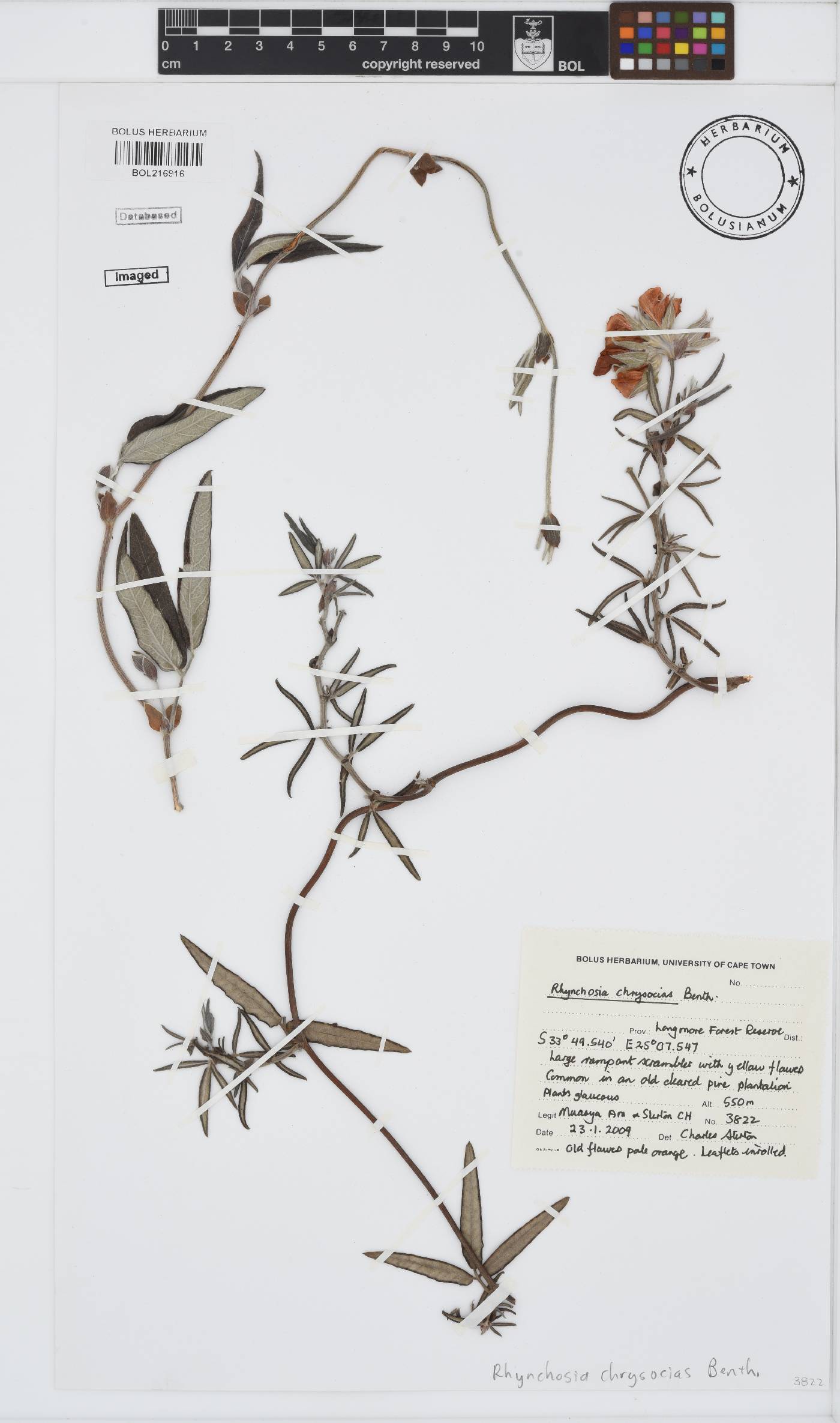 Rhynchosia chrysoscias image