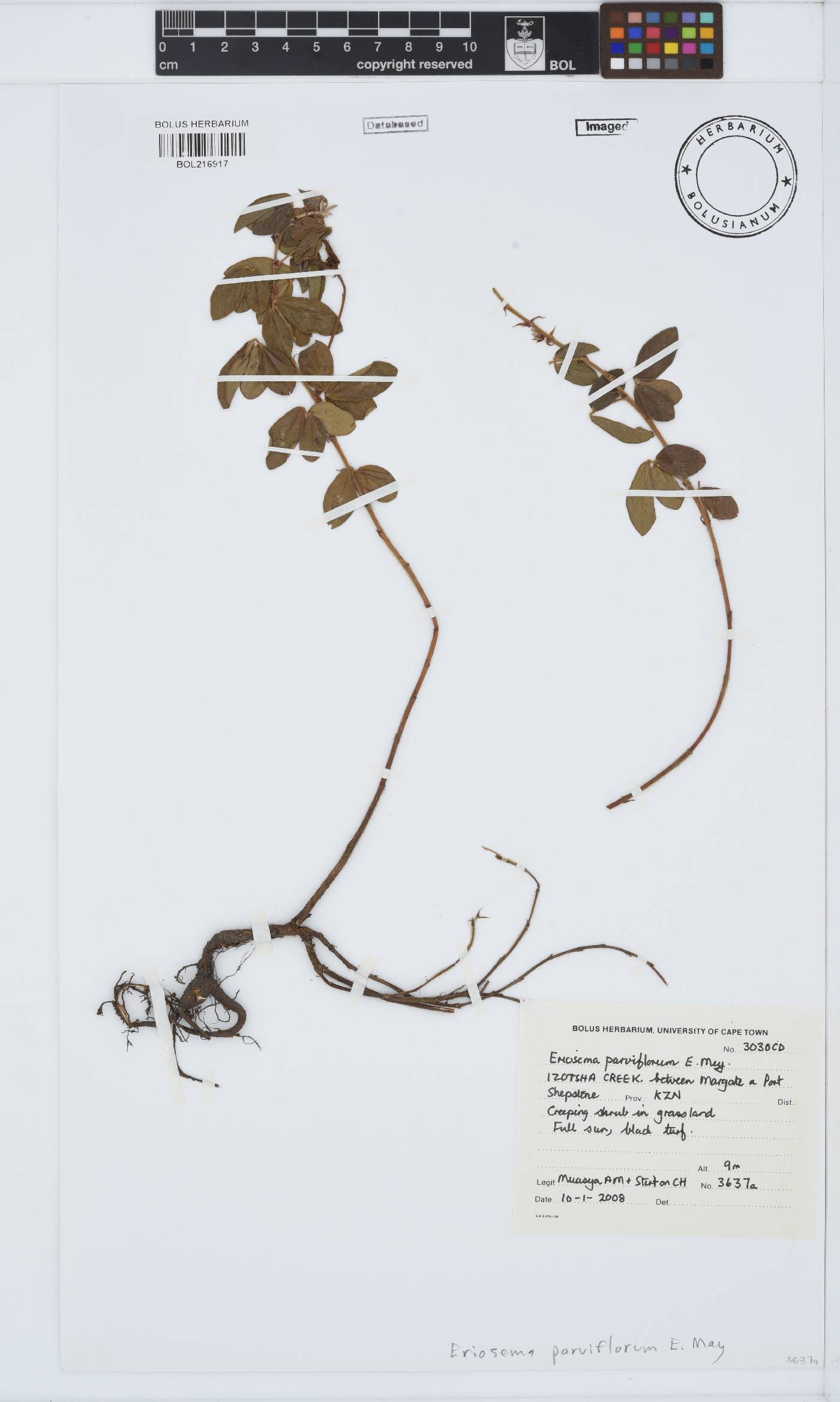 Eriosema parviflorum image