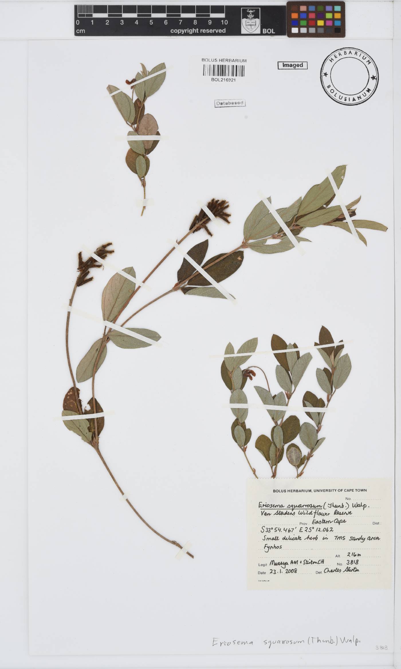 Eriosema squarrosum image