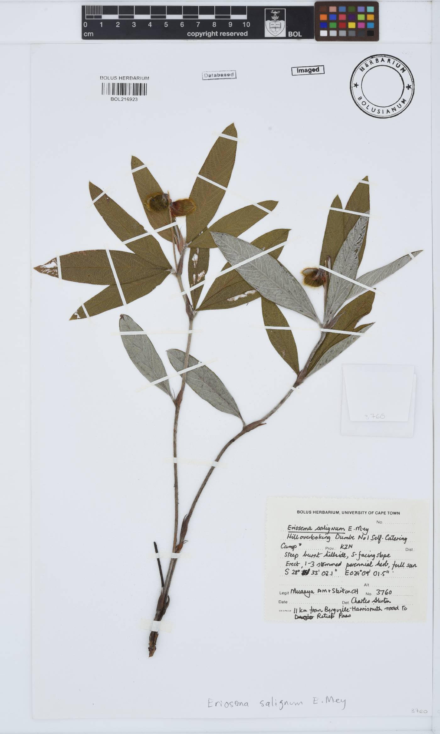 Eriosema salignum image