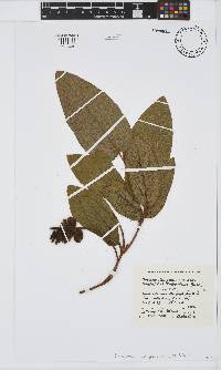 Eriosema lucipetum image