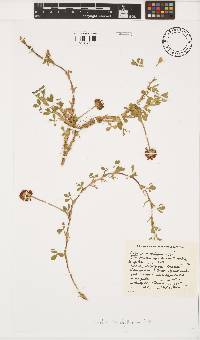 Trifolium burchellianum image