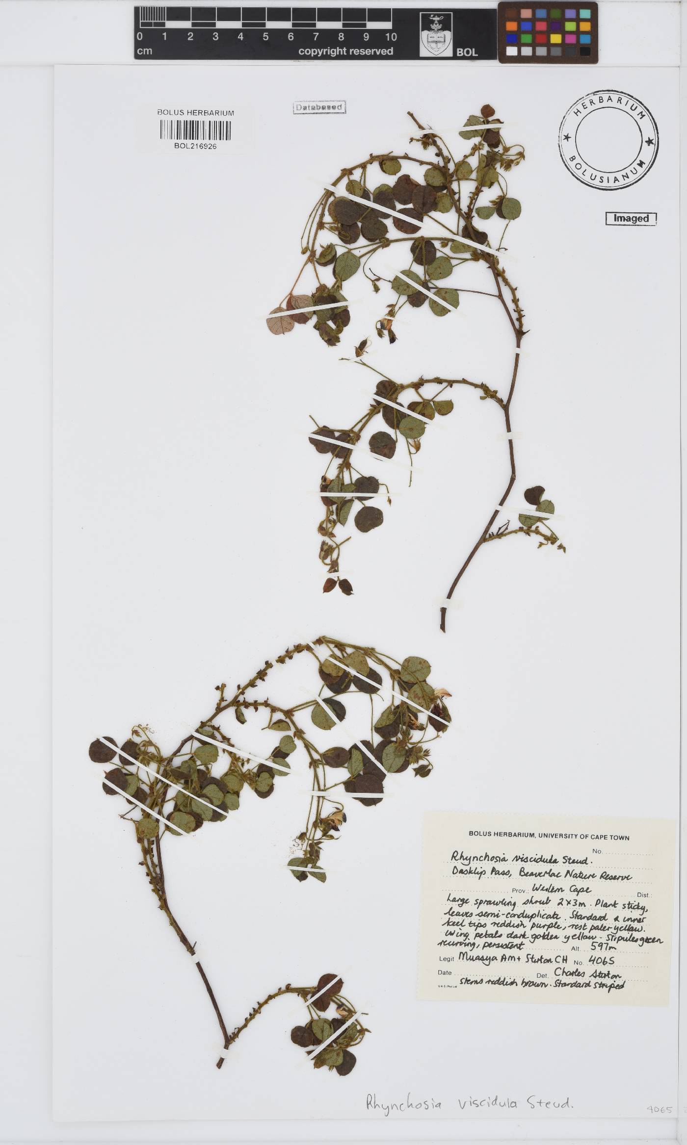 Rhynchosia viscidula image