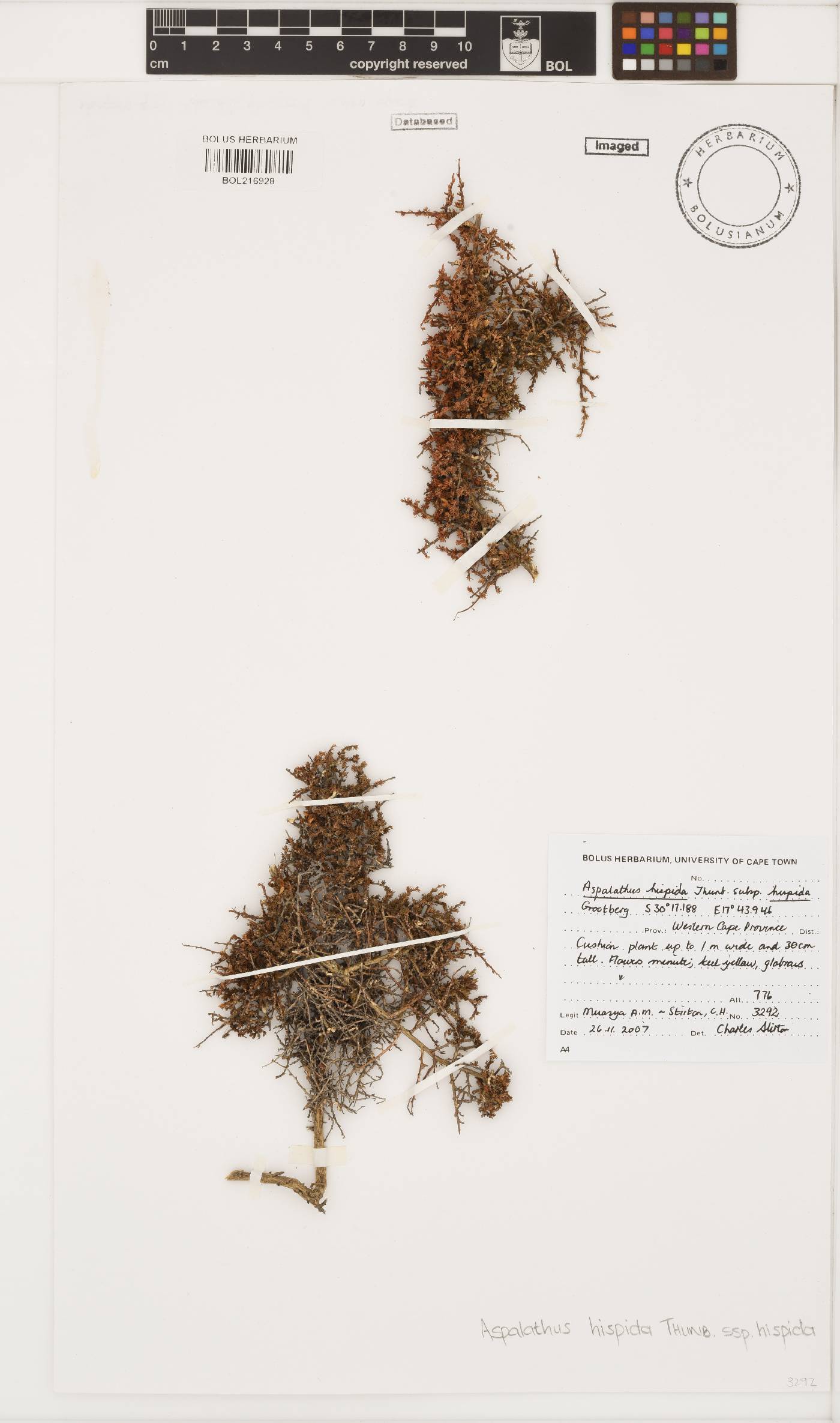 Aspalathus hispida subsp. hispida image