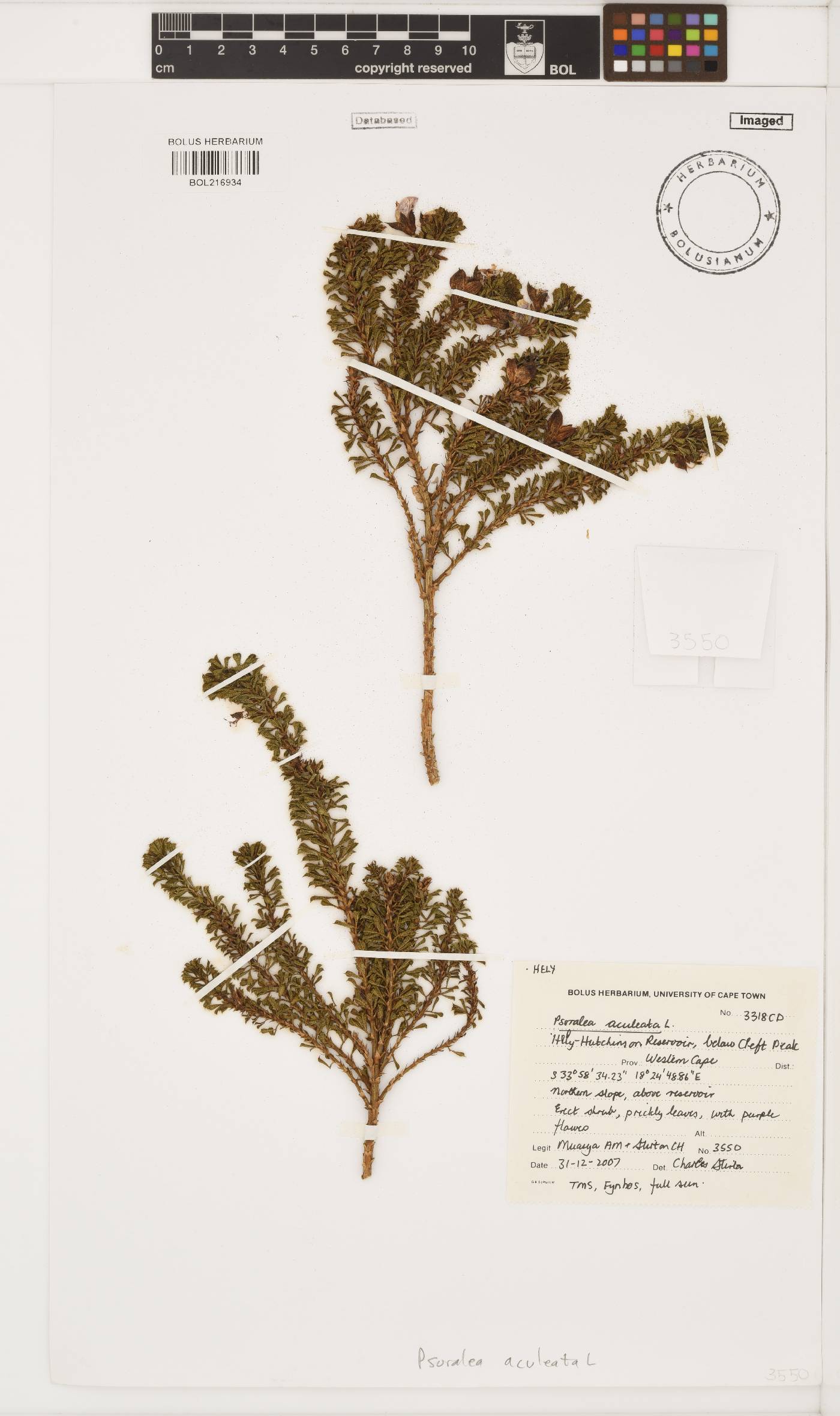 Psoralea aculeata image