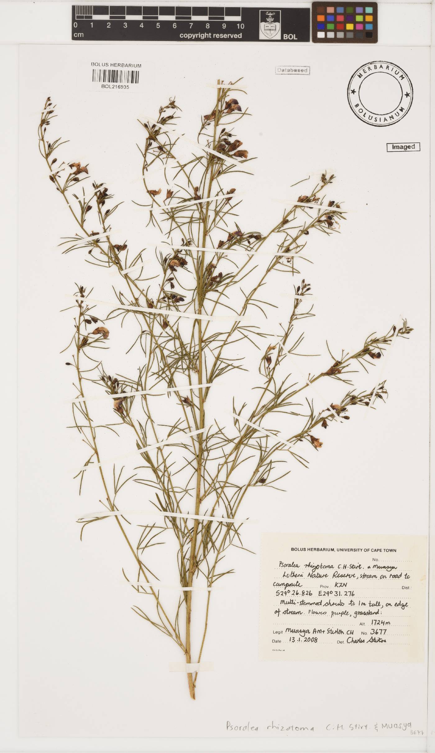 Psoralea rhizotoma image