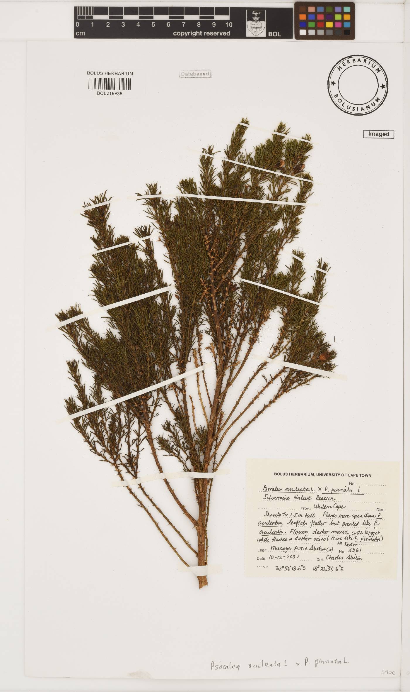 Psoralea aculeata image