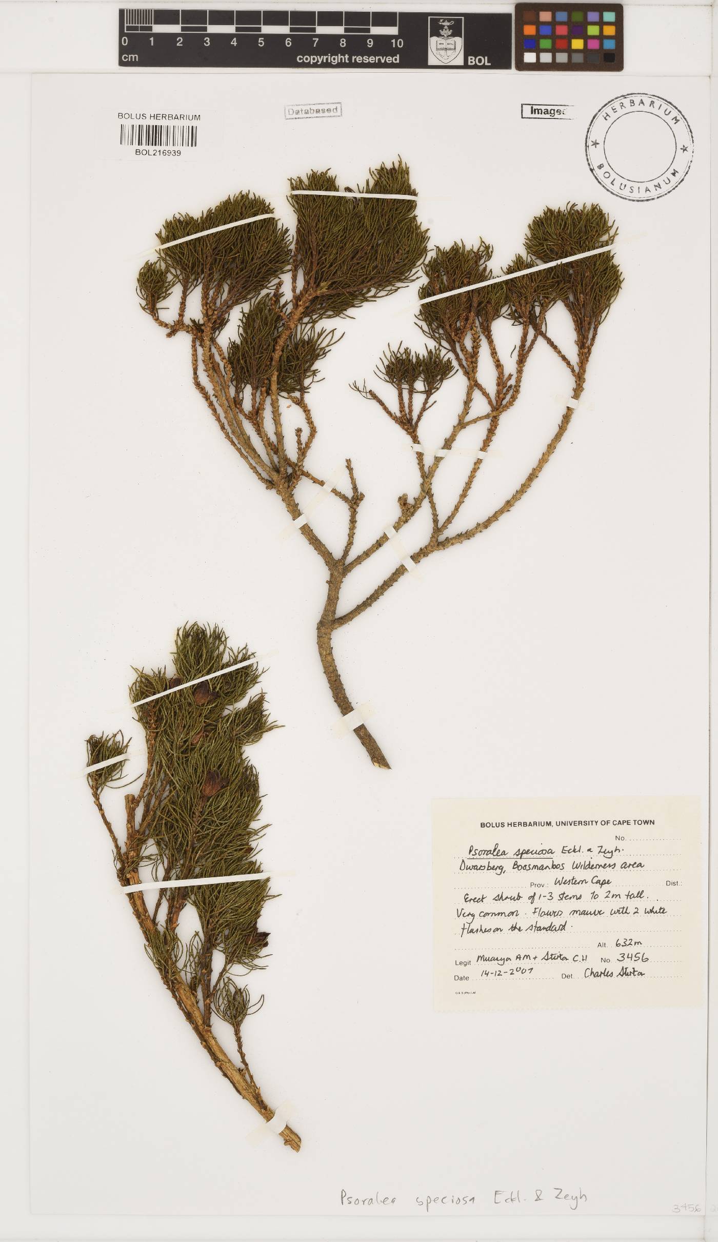Psoralea speciosa image