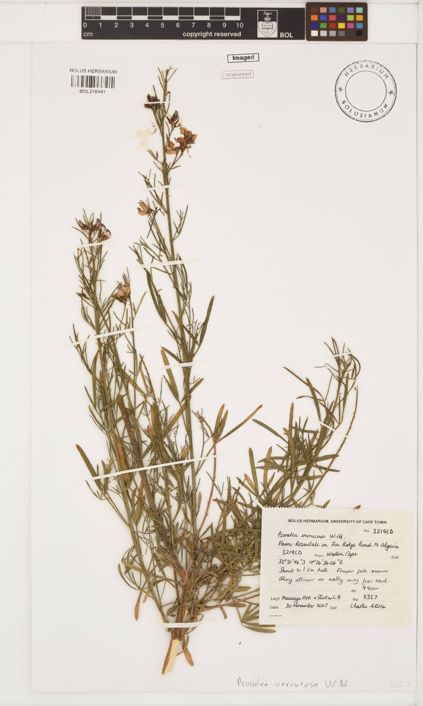 Psoralea verrucosa image