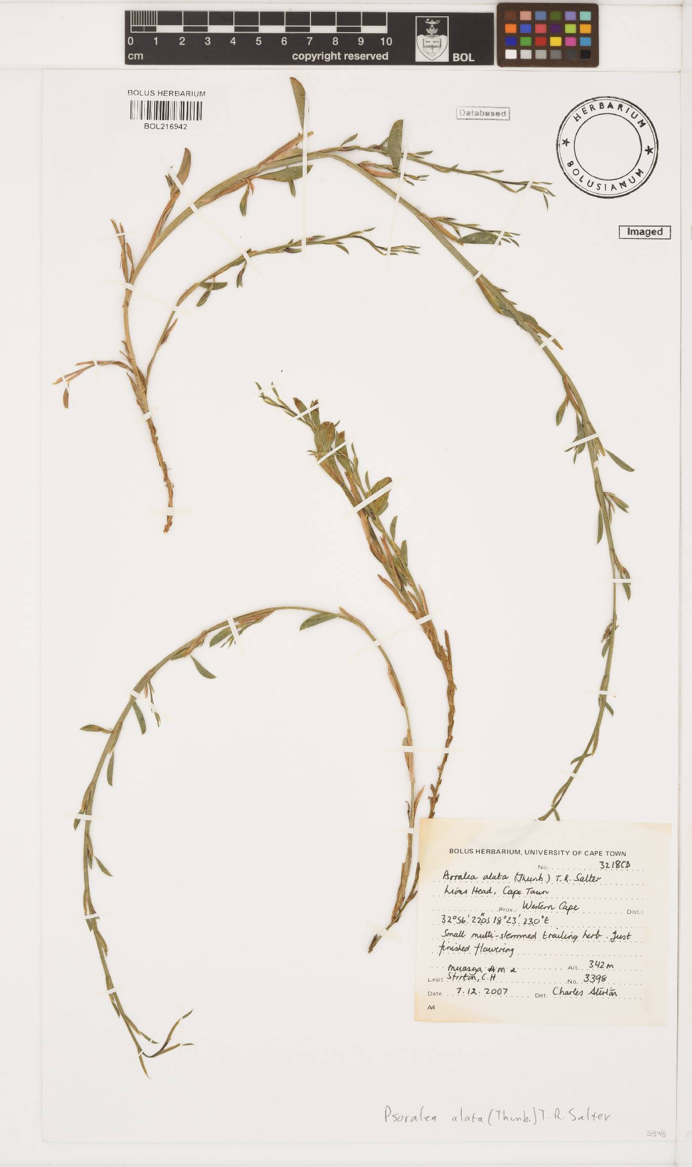 Psoralea alata image