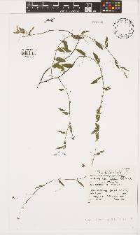 Image of Psoralea monophylla