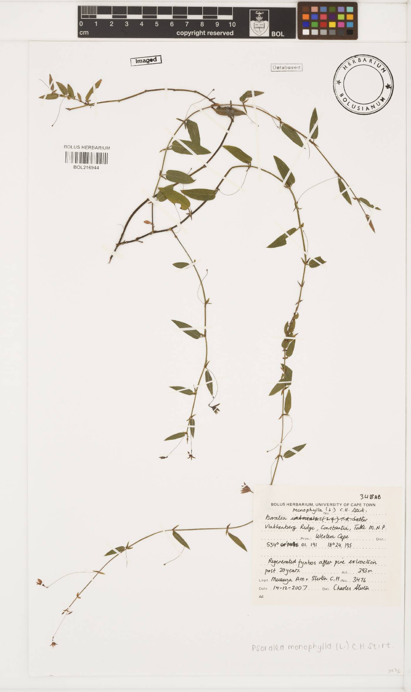 Psoralea monophylla image