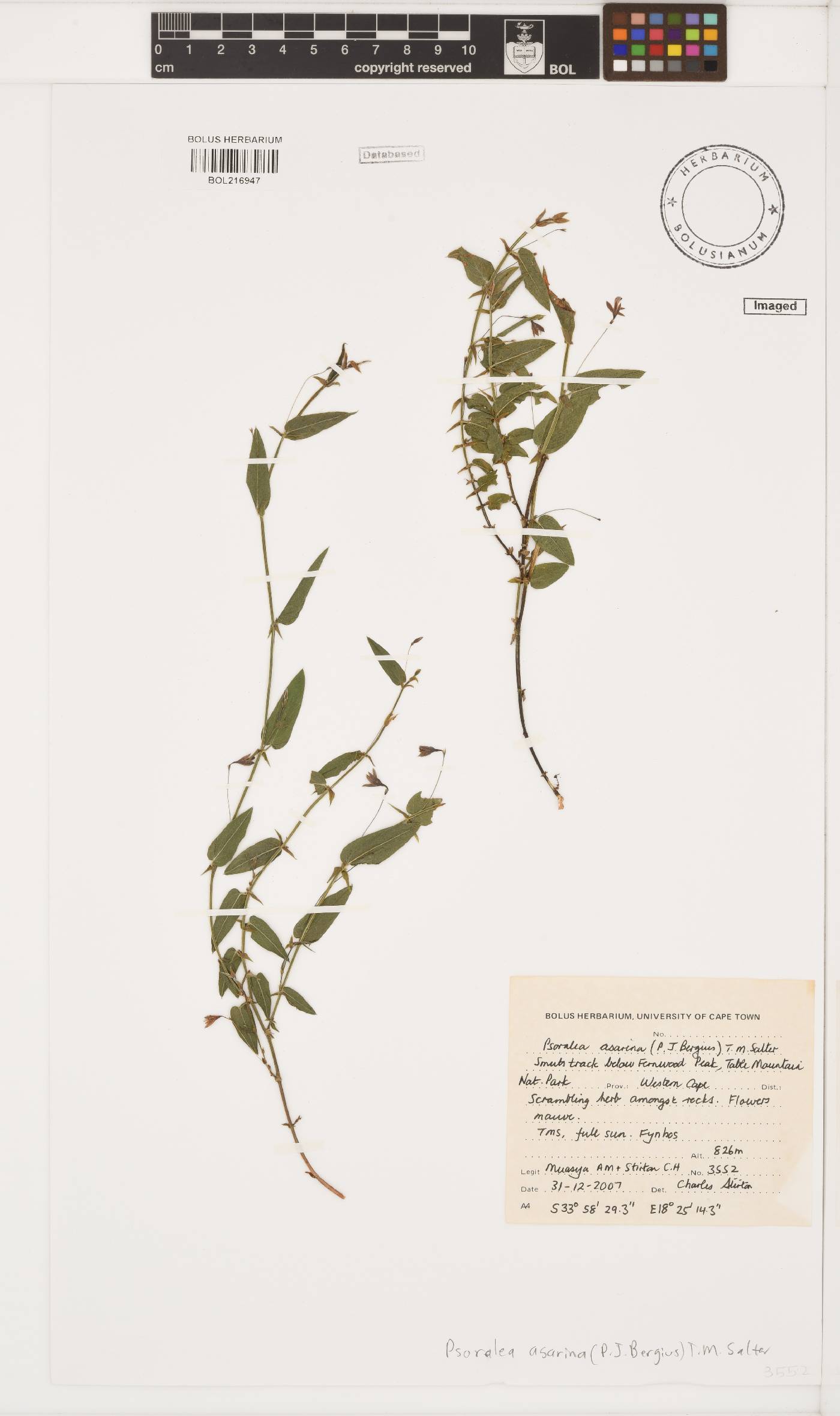 Psoralea asarina image