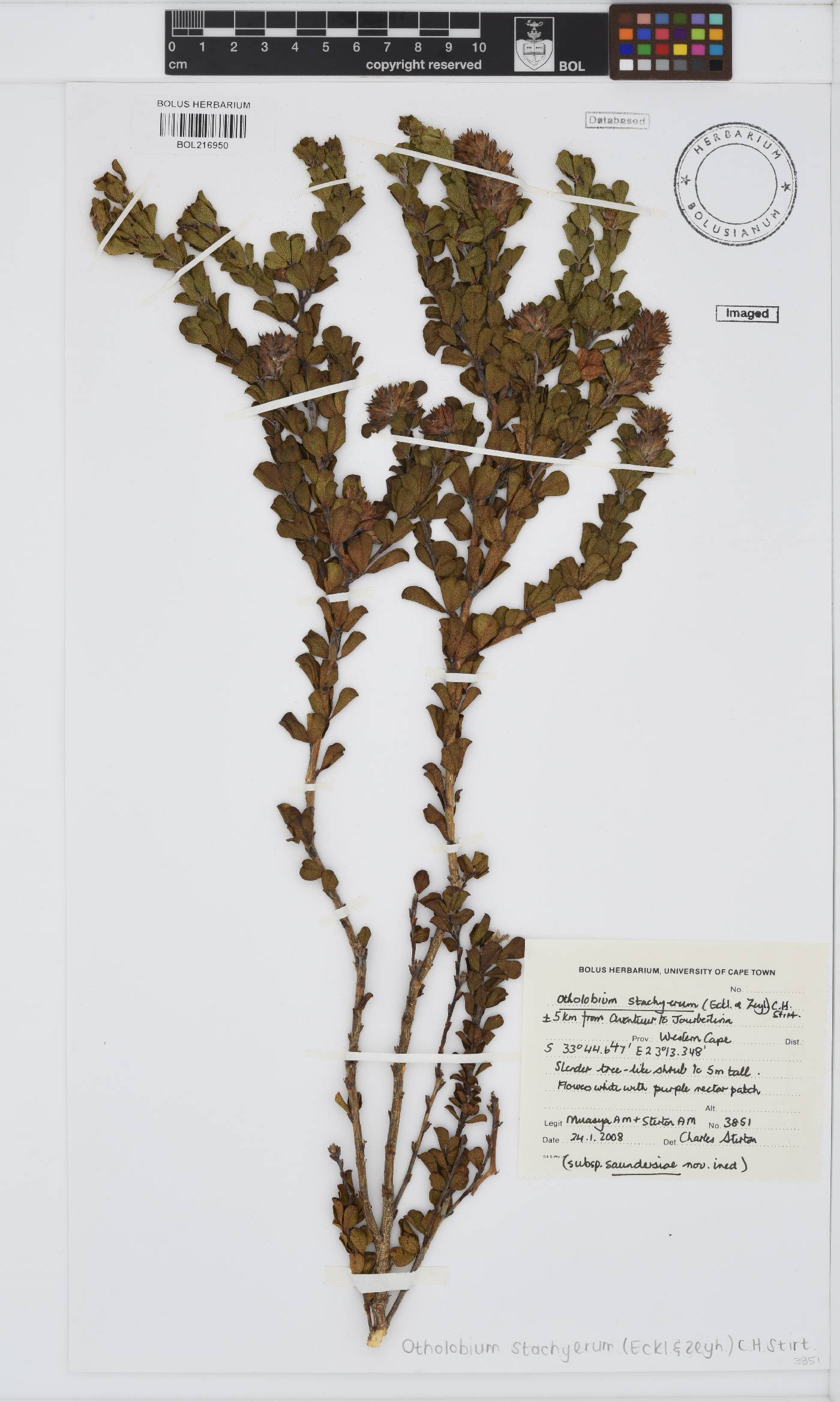 Otholobium stachyerum image