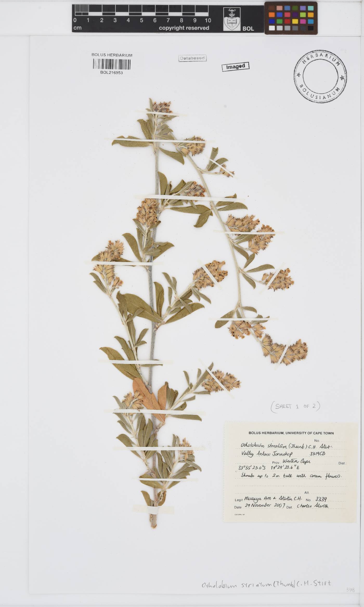 Otholobium striatum image